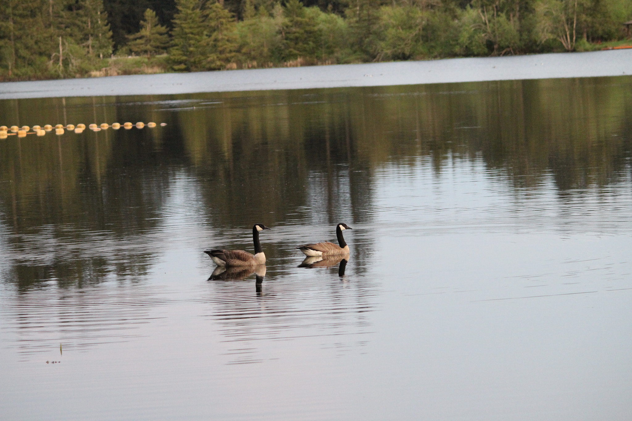Canon EF-S 55-250mm F4-5.6 IS II sample photo. Img photography