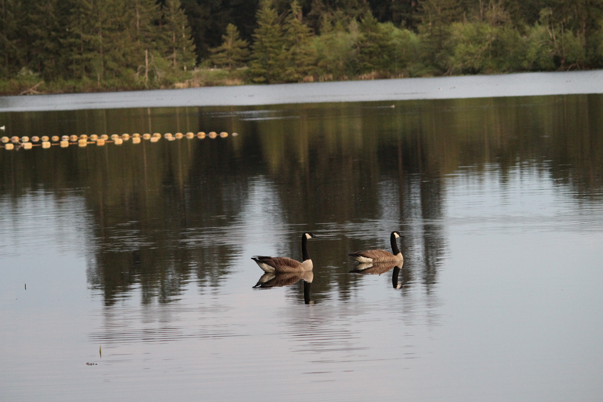 Canon EF-S 55-250mm F4-5.6 IS II sample photo. Img photography