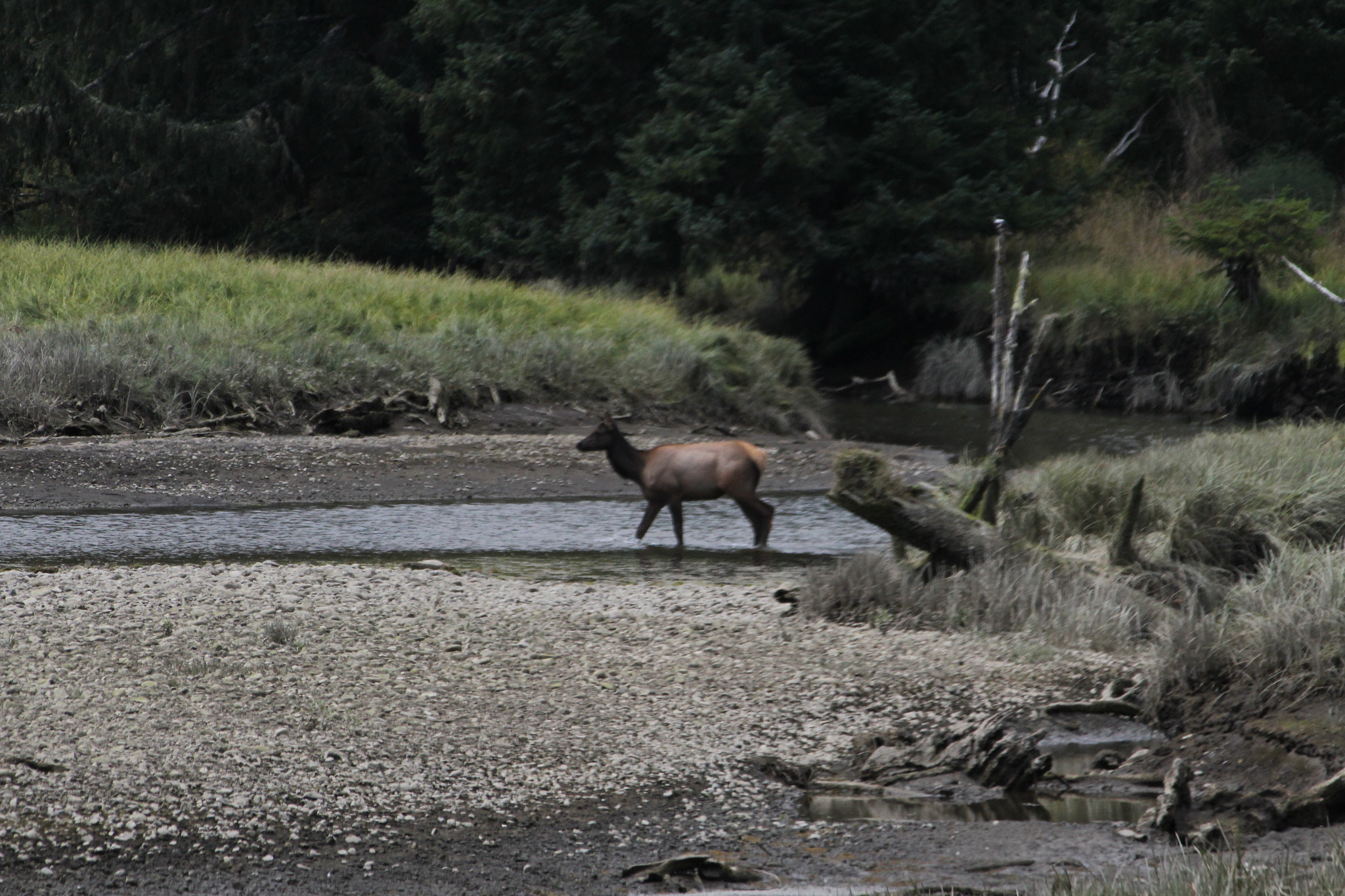Canon EF-S 55-250mm F4-5.6 IS II sample photo. Img photography