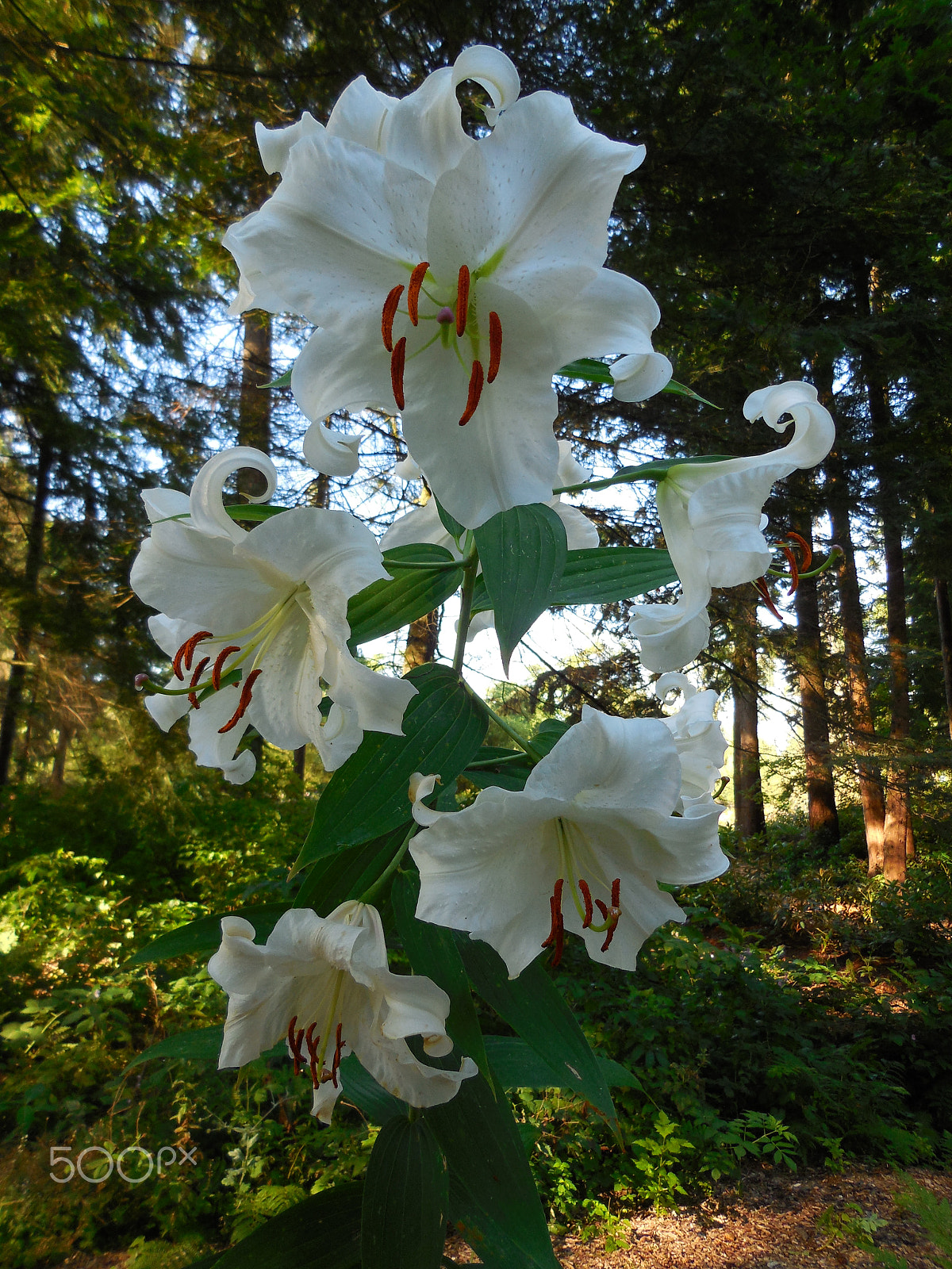 Nikon Coolpix S6500 sample photo. Beautiful white lilies photography