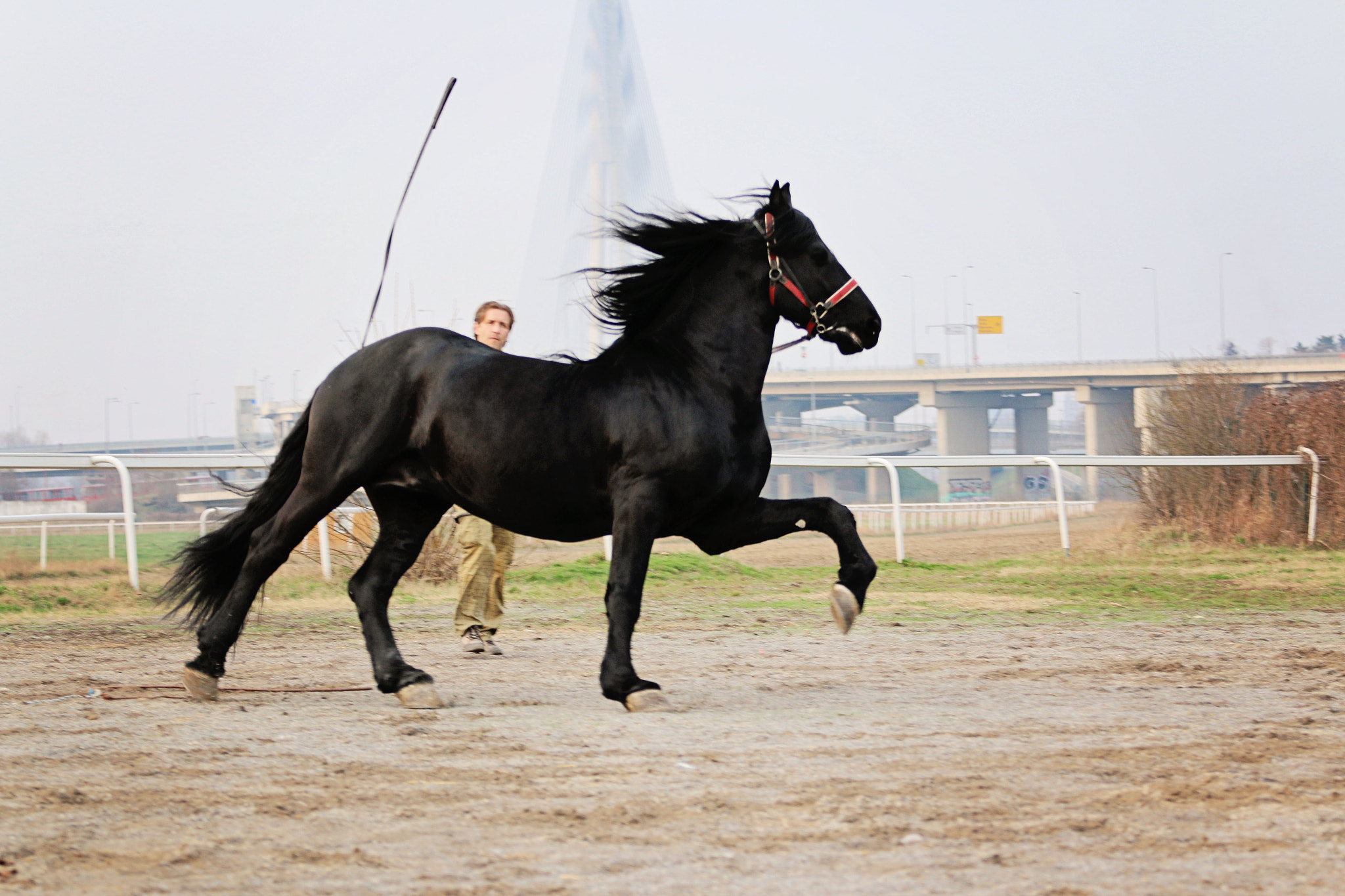 Canon EOS 70D + Canon EF 70-200mm F4L USM sample photo. Donato, beautiful horse photography