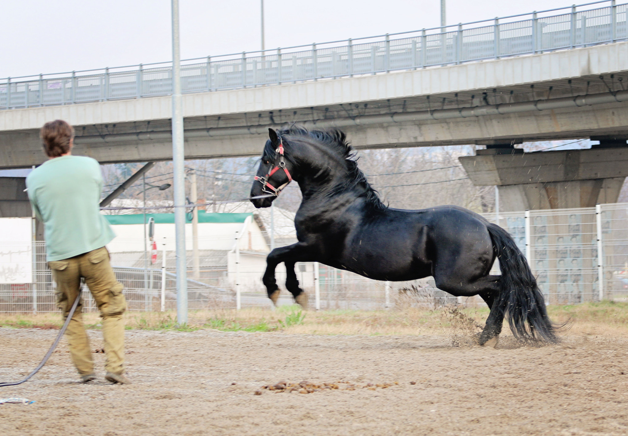 Canon EOS 70D + Canon EF 70-200mm F4L USM sample photo. Donato, beautiful horse photography