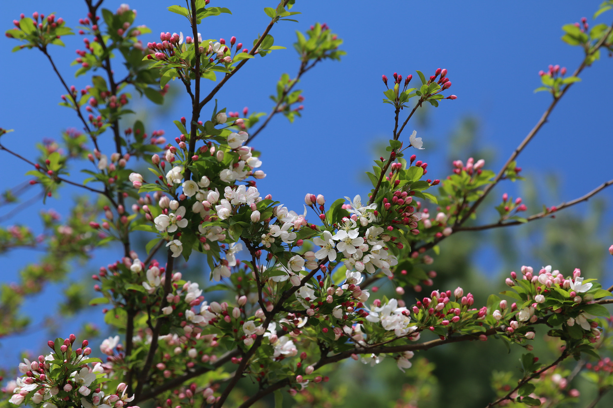 Canon EF 24-70mm F2.8L II USM sample photo. Cherry blossoms in washington dc photography