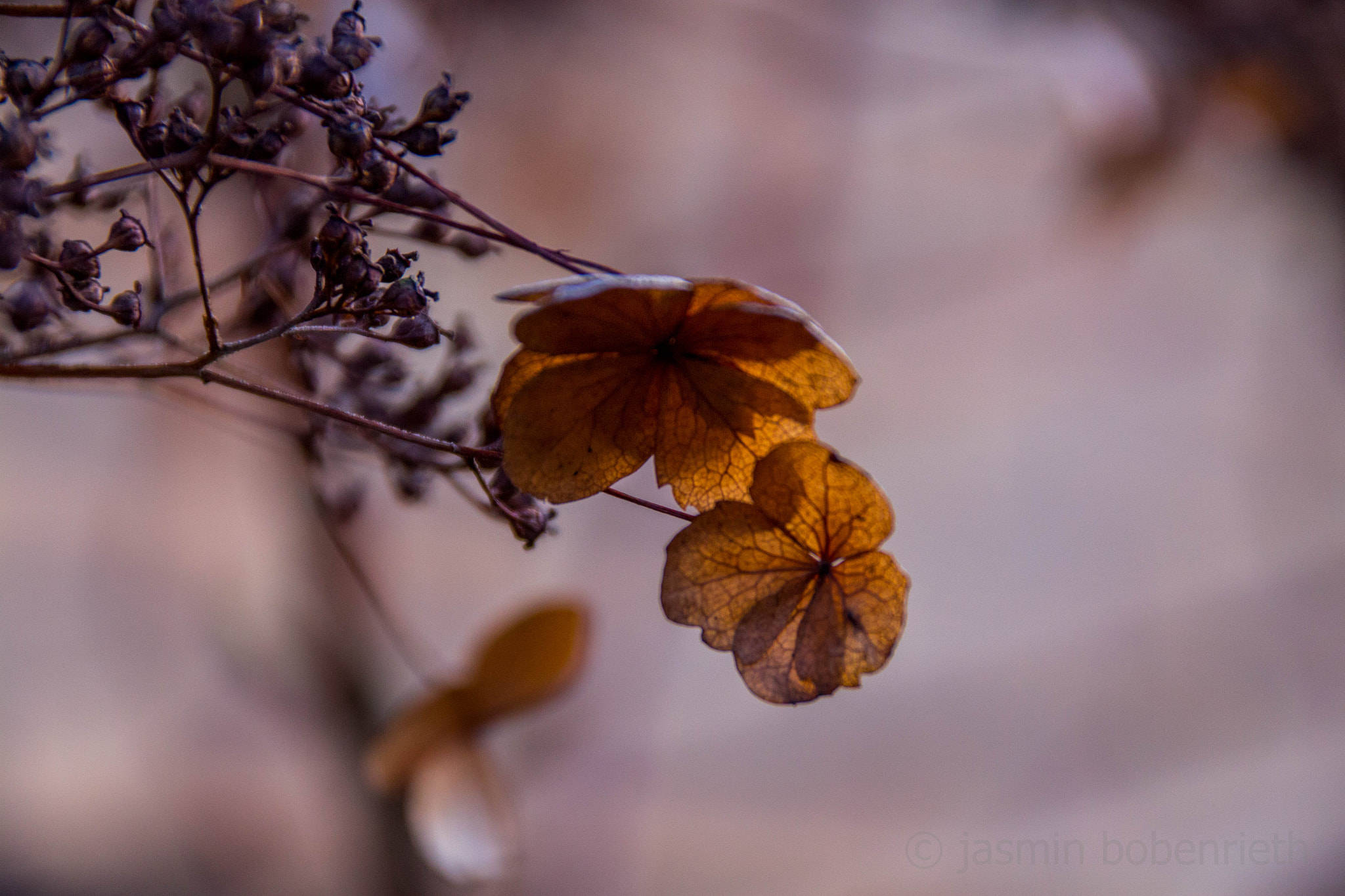 Sigma 18-250mm F3.5-6.3 DC OS HSM sample photo. Nature photography