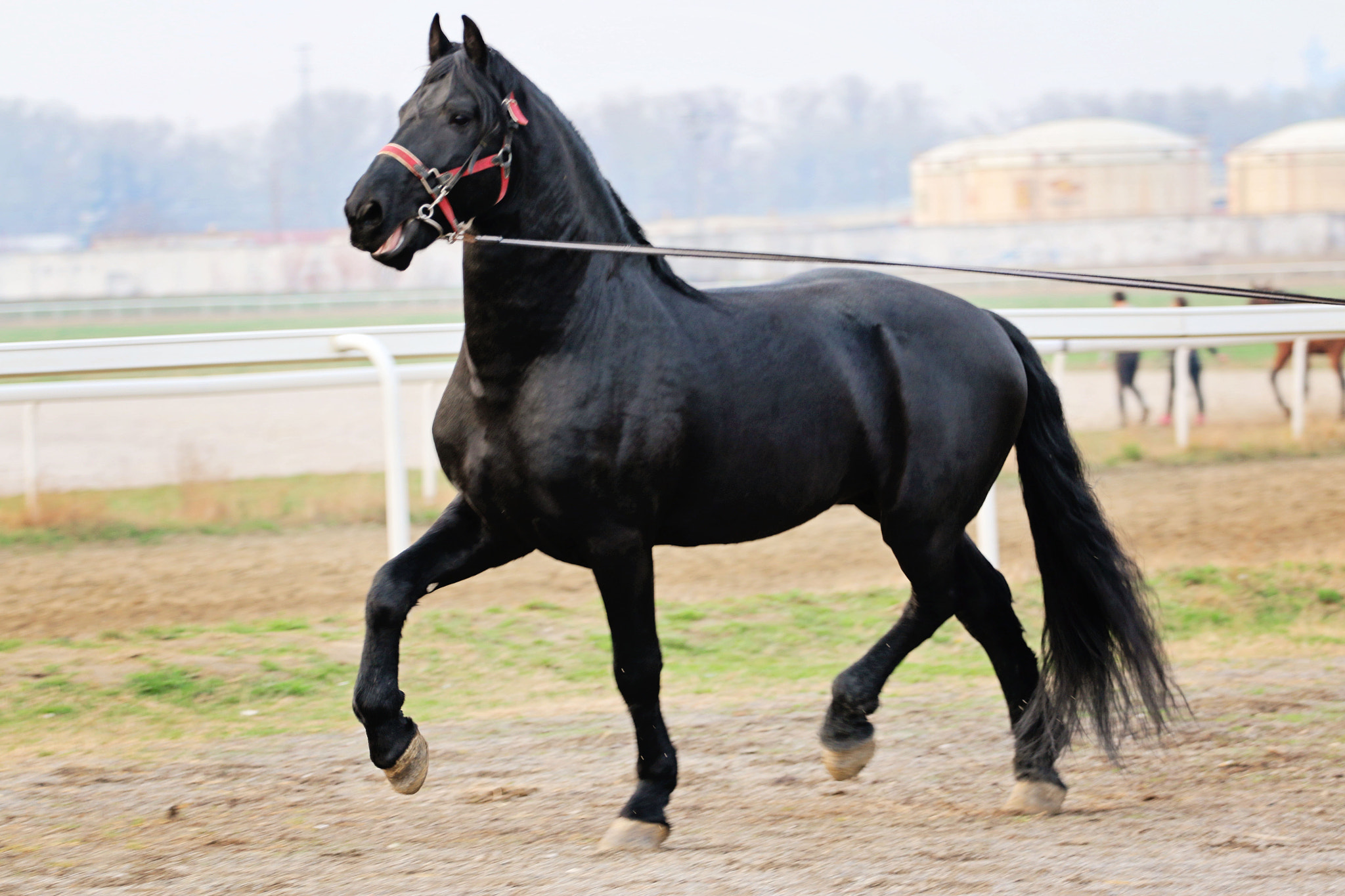 Canon EOS 70D + Canon EF 70-200mm F4L USM sample photo. Donato, beautiful horse photography
