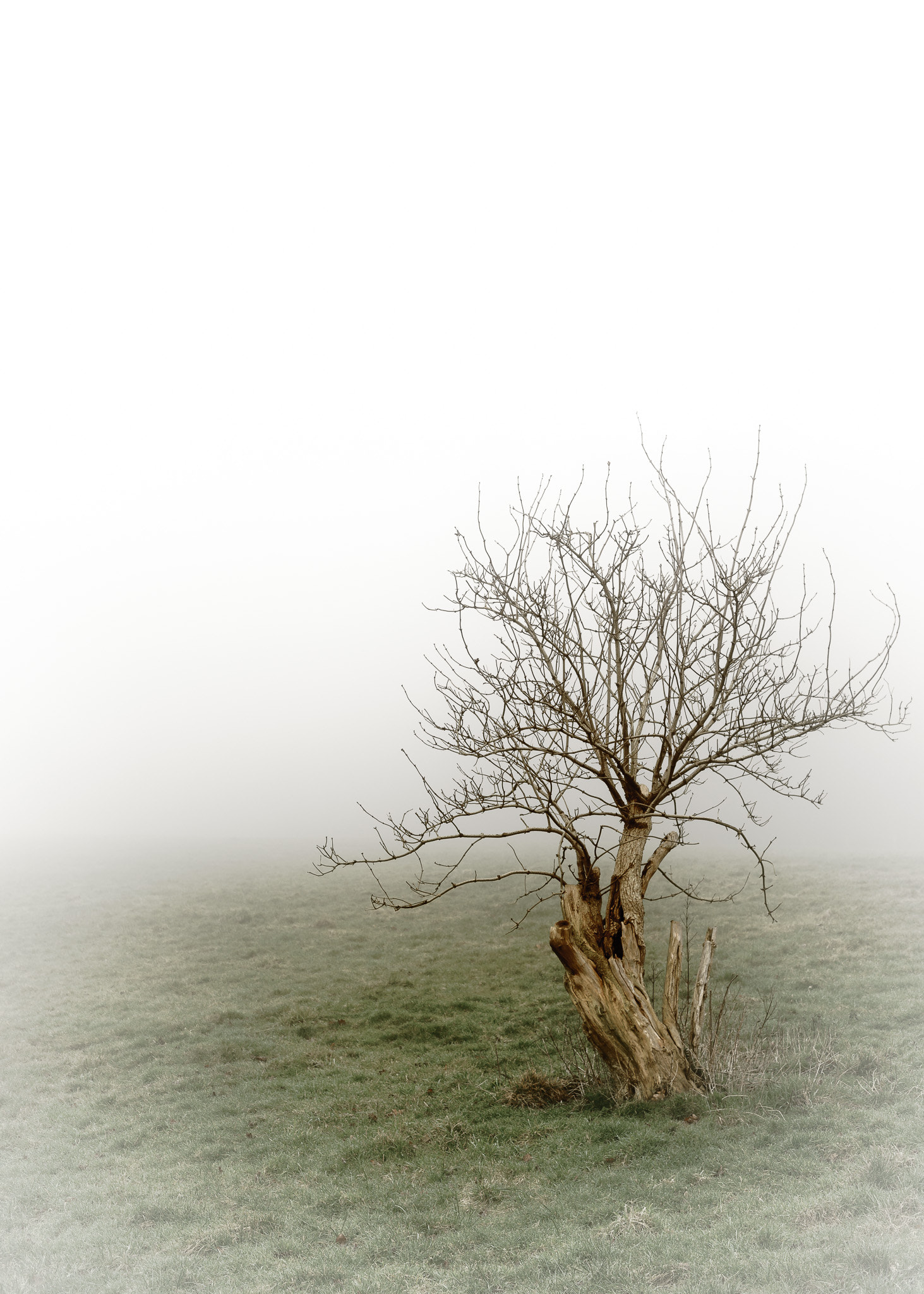 Sony a7 sample photo. Tree in fog, rhiwderin circular walk photography