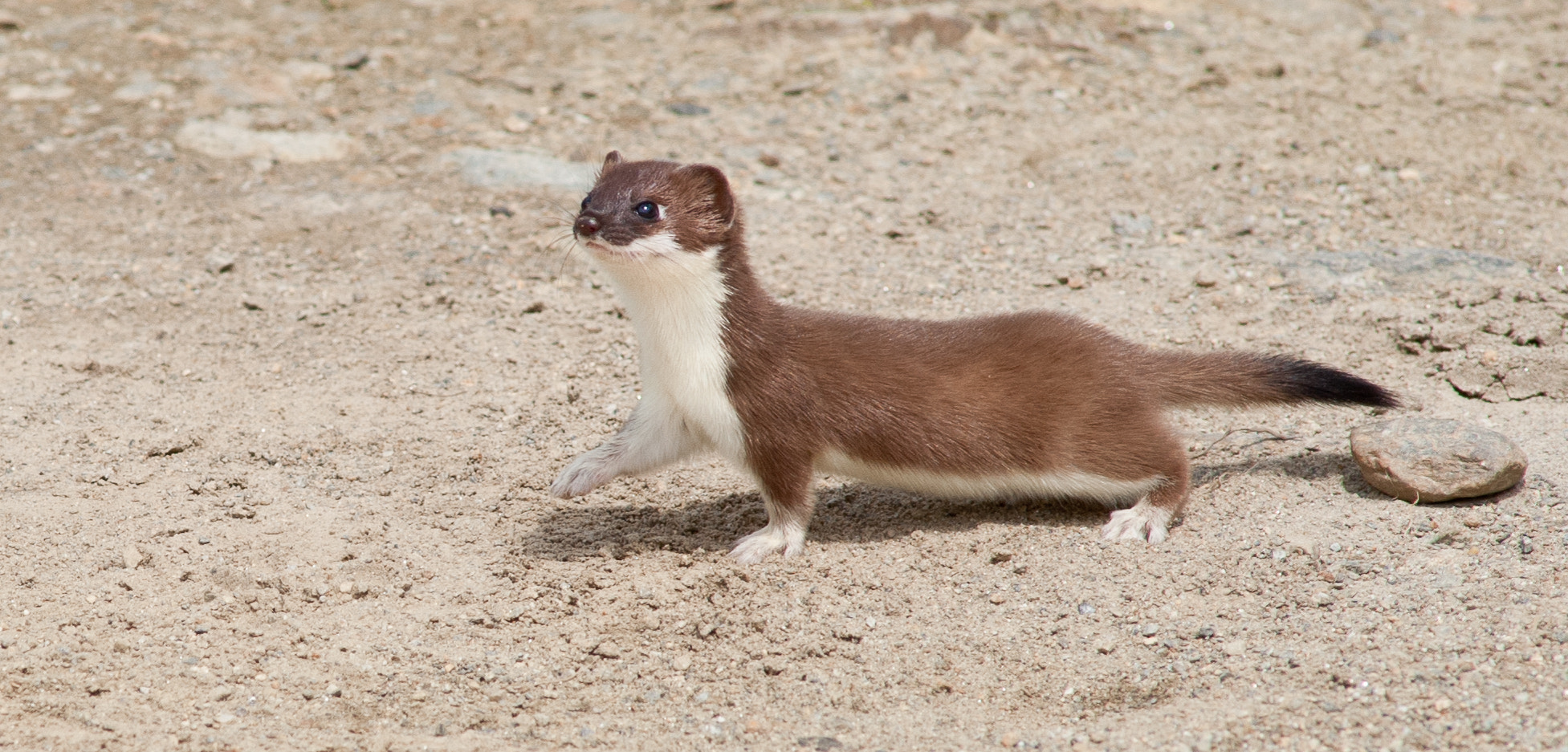 AF Nikkor 300mm f/4 IF-ED sample photo. Weasel photography