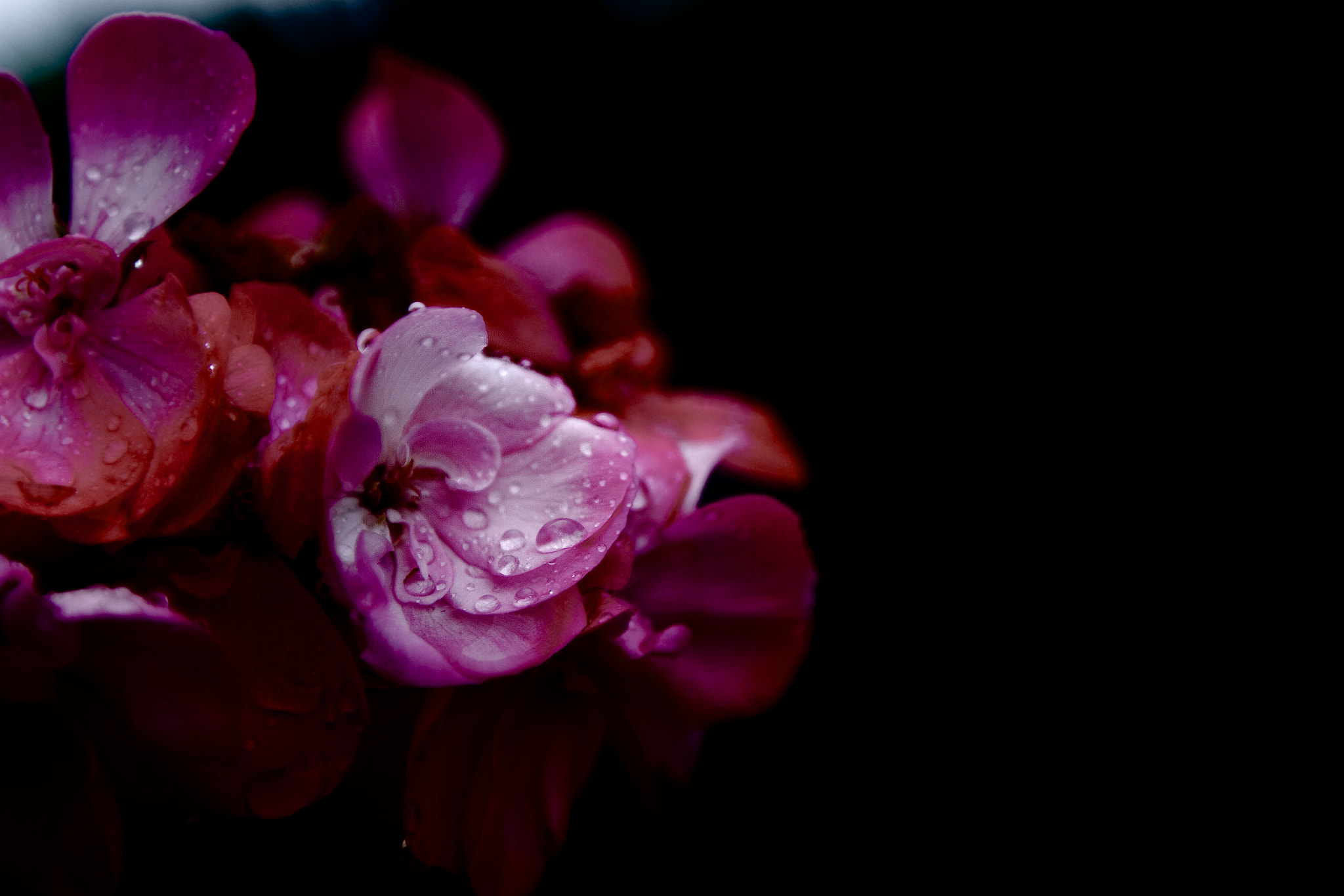 Canon EOS 7D + Canon EF 16-35mm F2.8L II USM sample photo. Drops flower photography