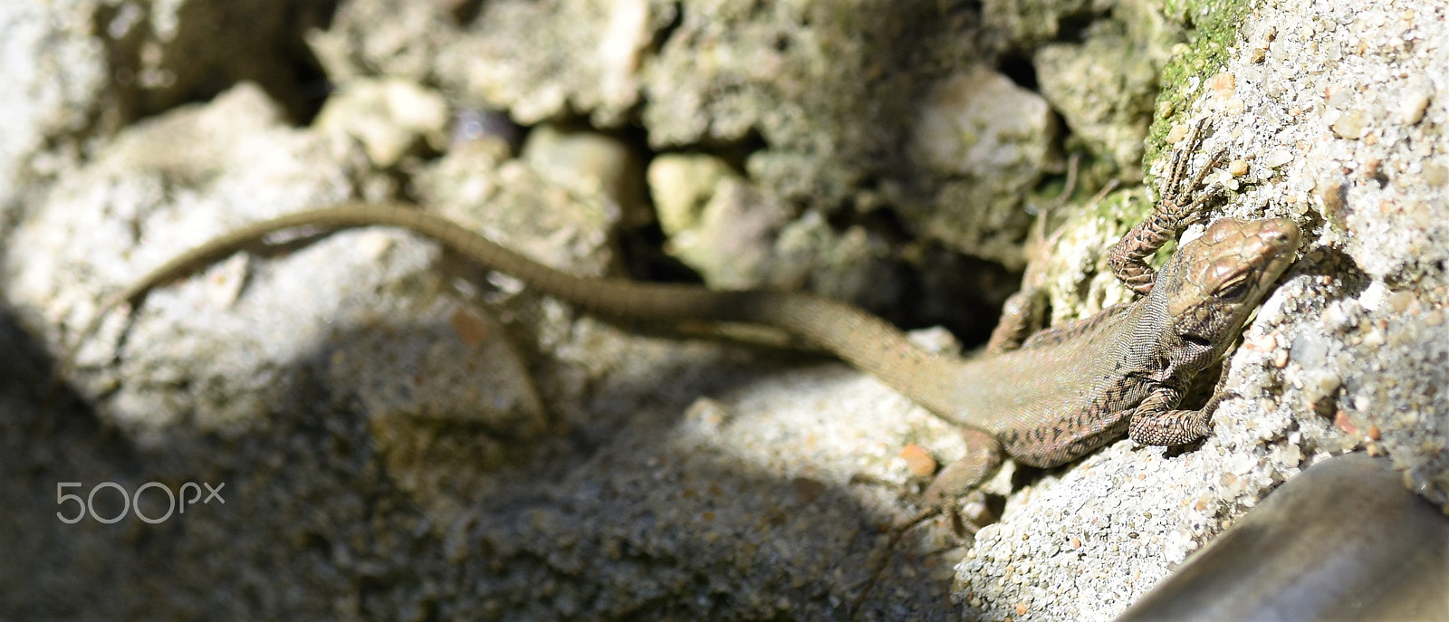 Sigma 105mm F2.8 EX DG OS HSM sample photo. Drago king photography