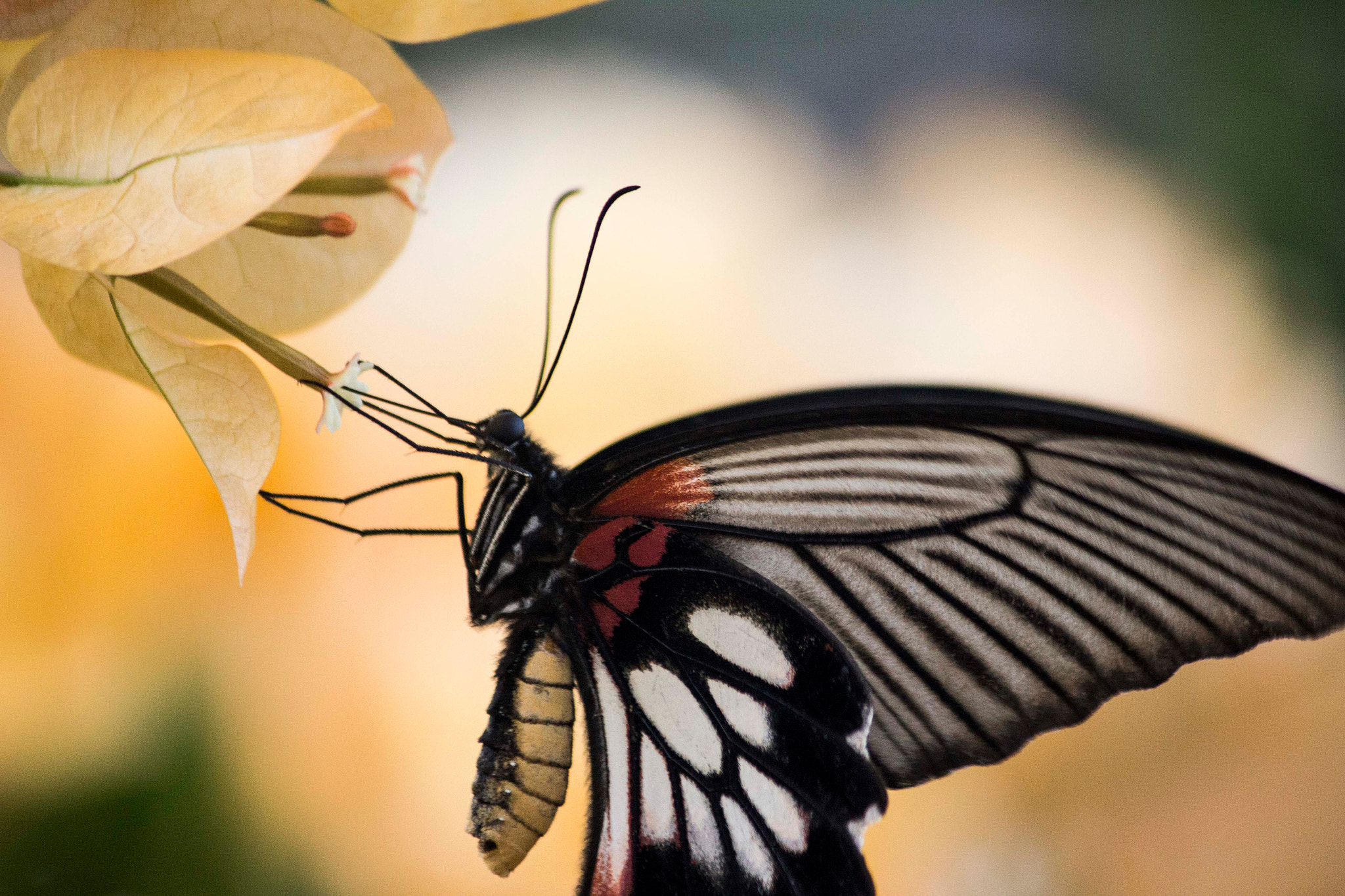 Canon EF-S 55-250mm F4-5.6 IS sample photo. Butterfly of thailand photography
