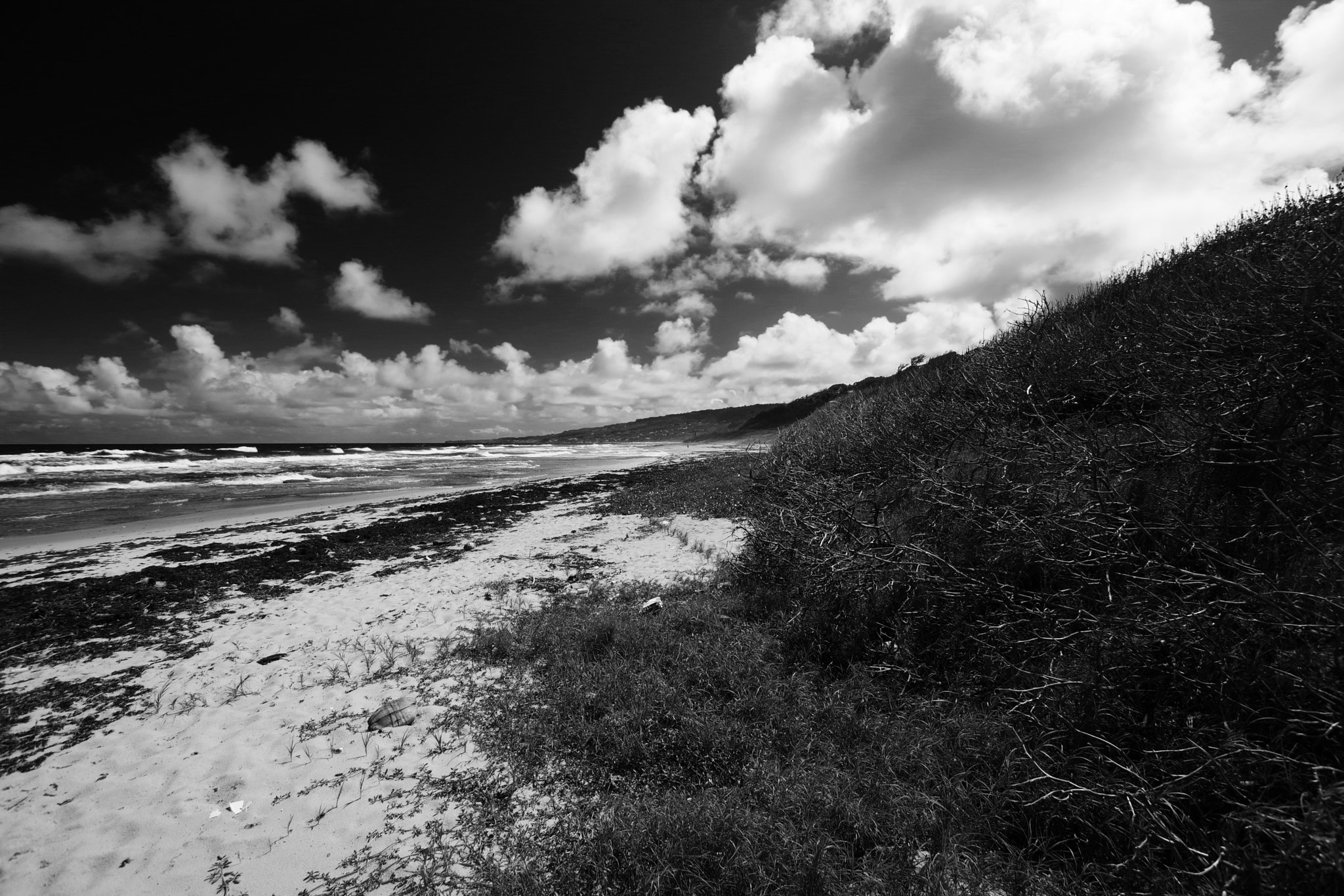 Sigma 10-20mm F3.5 EX DC HSM sample photo. The wild side photography