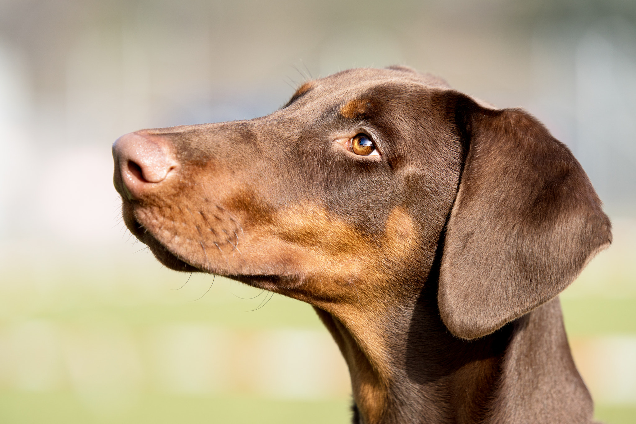 Sony ILCA-77M2 sample photo. Hunter - dobermann  photography