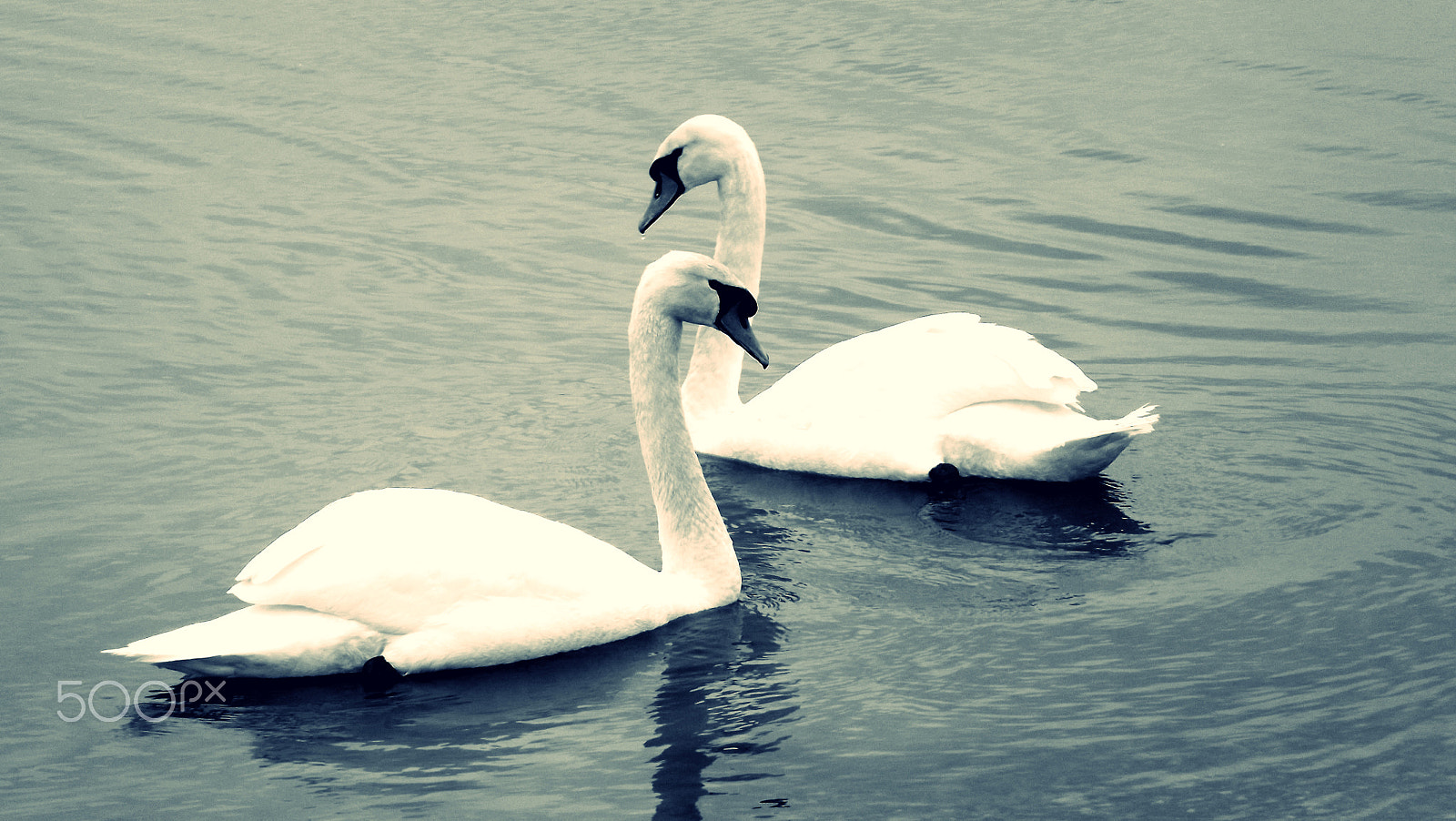 Fujifilm FinePix S3400 sample photo. Two white swans photography