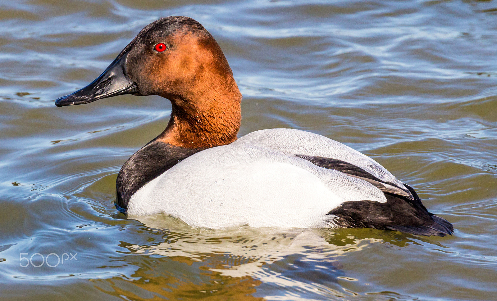 Canon EOS 60D + Canon EF 100-400mm F4.5-5.6L IS II USM sample photo. Canvasback duck (male) photography