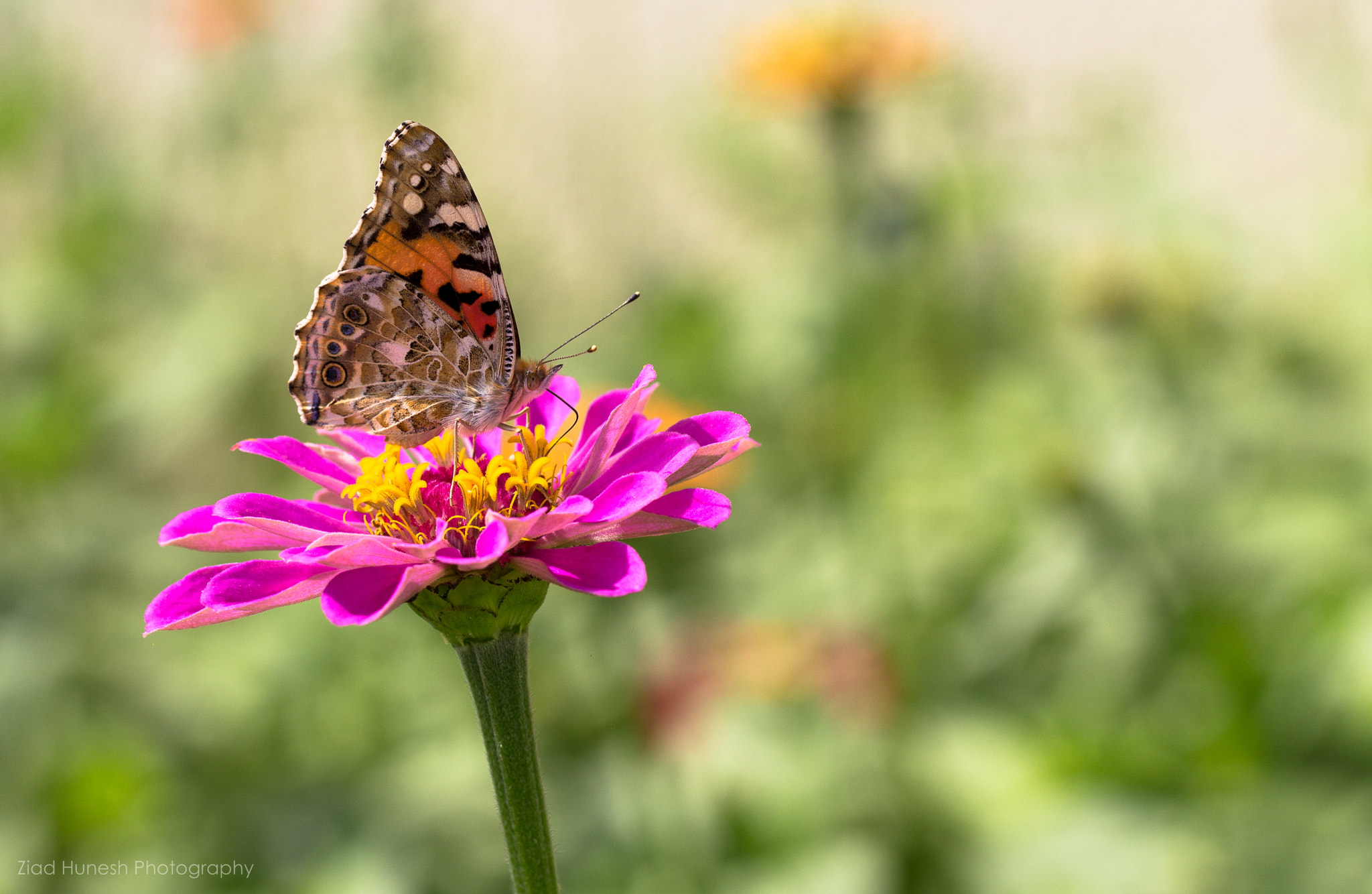 Canon EF 100mm F2.8L Macro IS USM sample photo. Spring butterfly photography