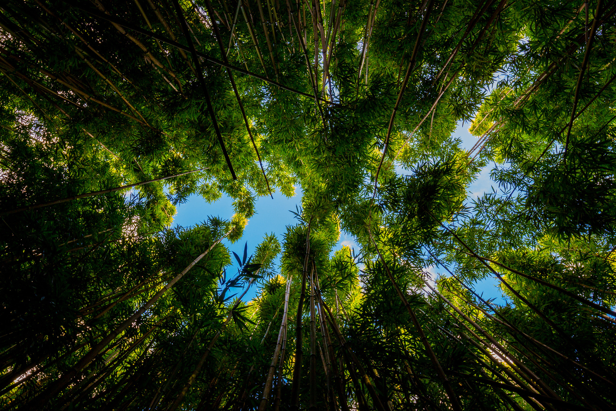 Canon EF 16-35mm F4L IS USM sample photo. Look up photography
