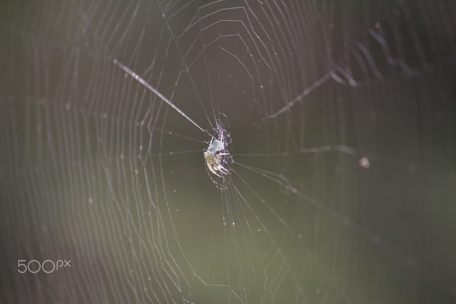 Canon EOS 700D (EOS Rebel T5i / EOS Kiss X7i) + Canon EF-S 55-250mm F4-5.6 IS sample photo. Spider photography