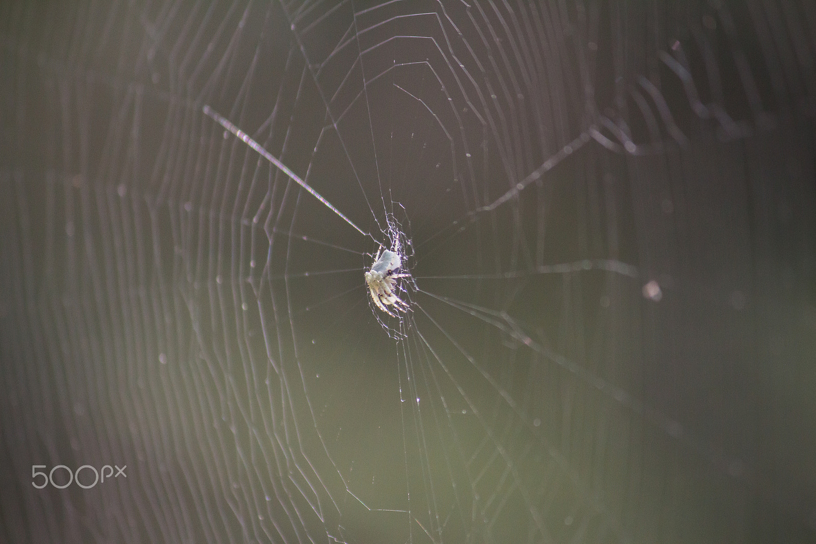 Canon EF-S 55-250mm F4-5.6 IS sample photo. Spider photography