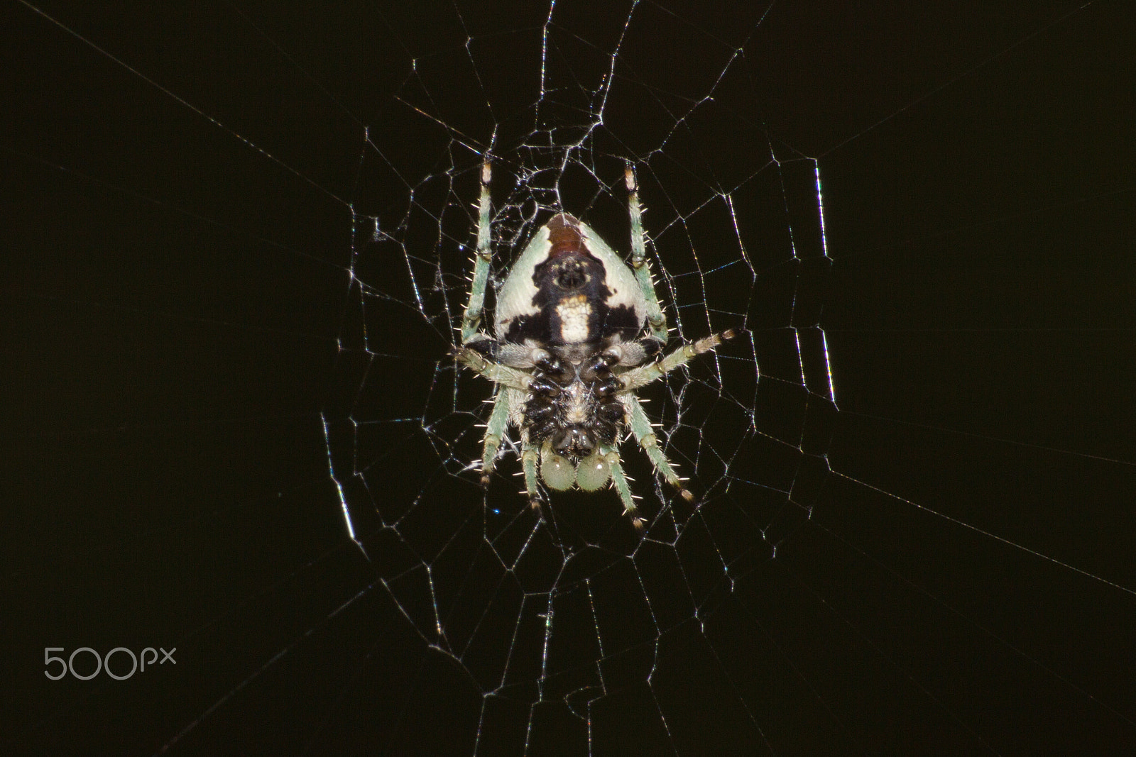 Canon EF-S 55-250mm F4-5.6 IS sample photo. Nightmare fule 2 photography