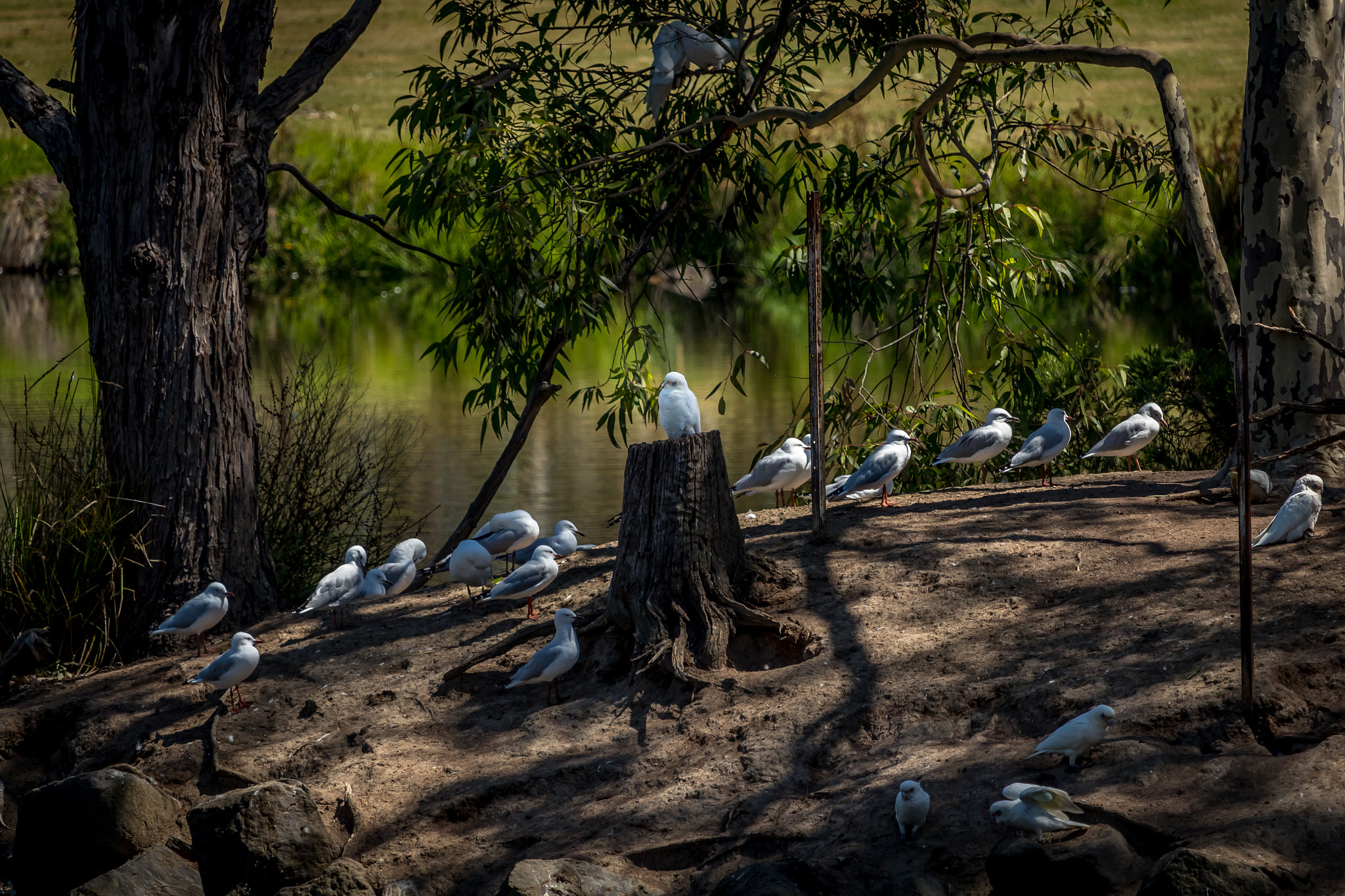 Canon EF-S 55-250mm F4-5.6 IS STM sample photo. Bird king photography