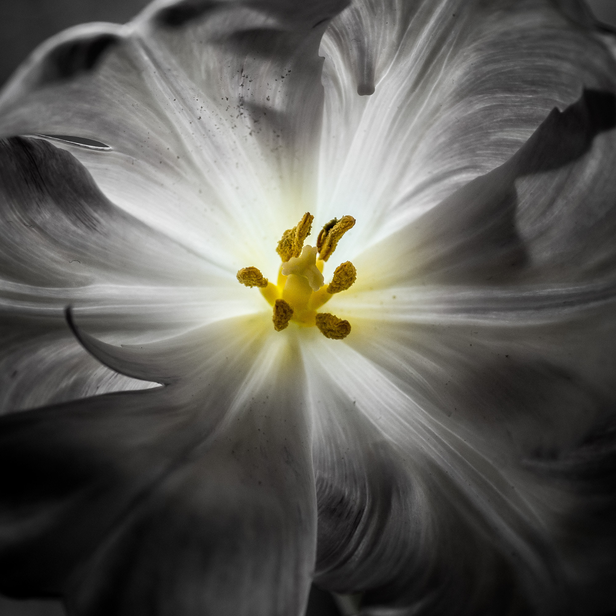 Sony a99 II + Sony 100mm F2.8 Macro sample photo. Le coeur d'une fleur photography