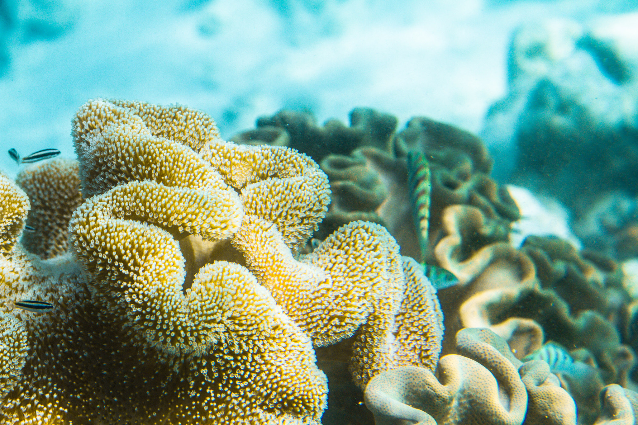 Canon EOS 7D + Canon EF 50mm F1.8 STM sample photo. Maldives photography