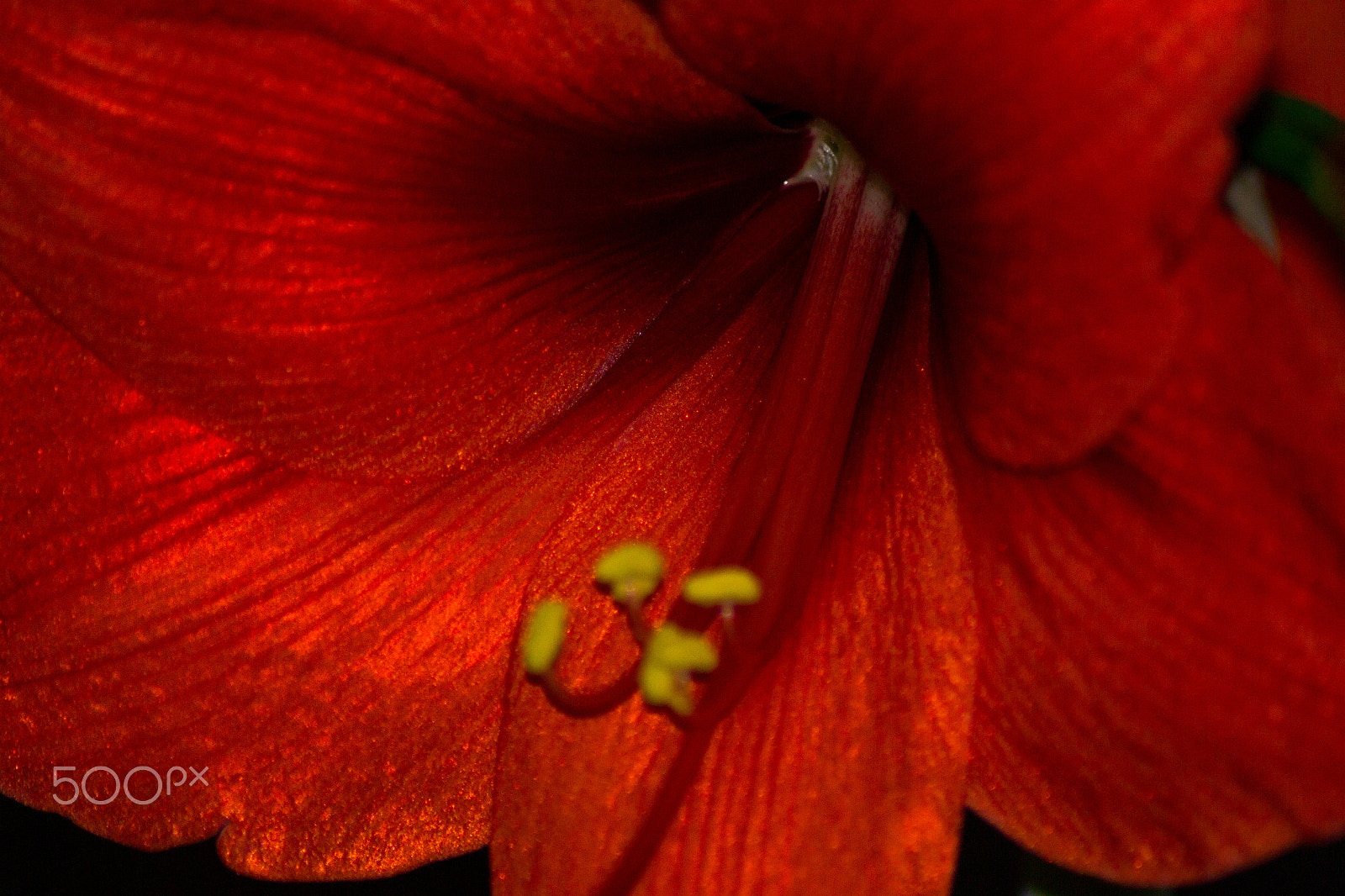 Nikon D3100 + Sigma 50-150mm F2.8 EX APO DC HSM II + 1.4x sample photo. Red flower (closer view) photography