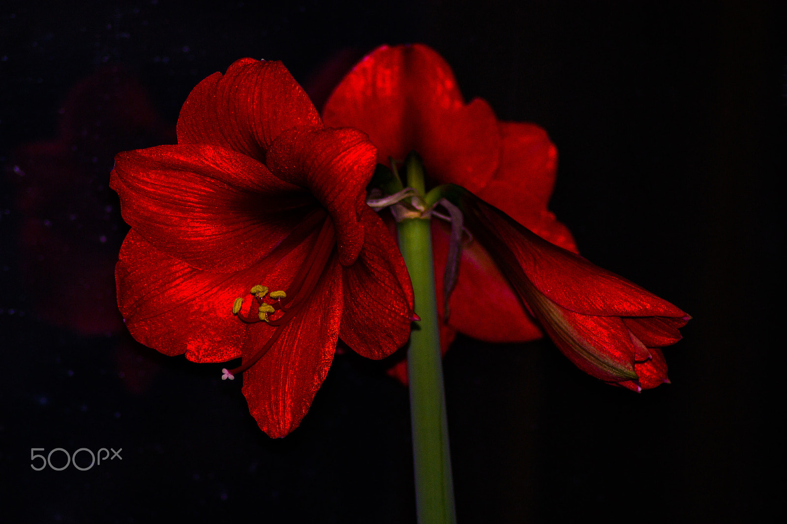Nikon D3100 + Sigma 50-150mm F2.8 EX APO DC HSM II + 1.4x sample photo. Red flower photography