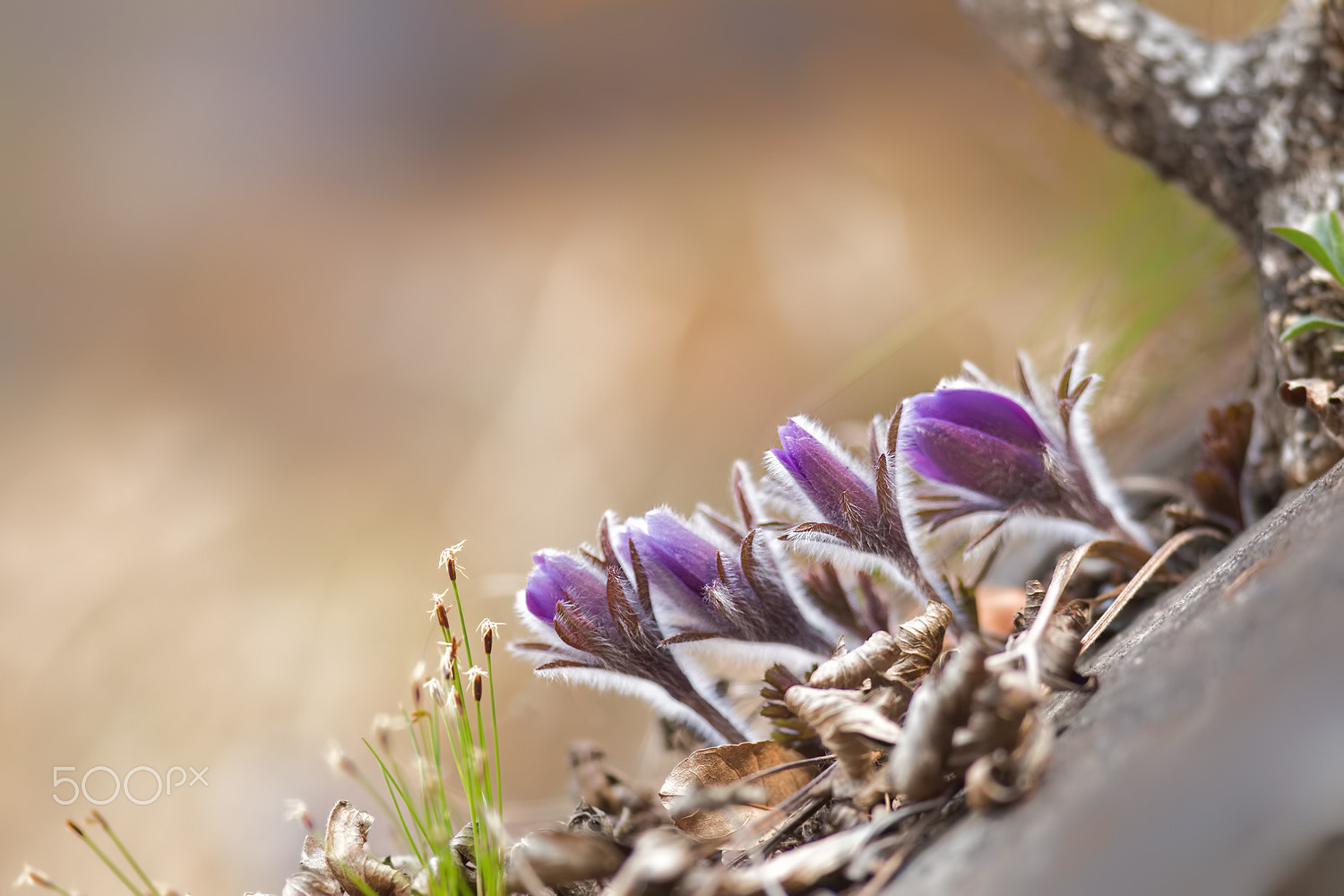 Canon EOS-1D Mark IV + Canon EF 300mm F2.8L IS USM sample photo. Just feel naure - pulsatilla tongkangensis photography