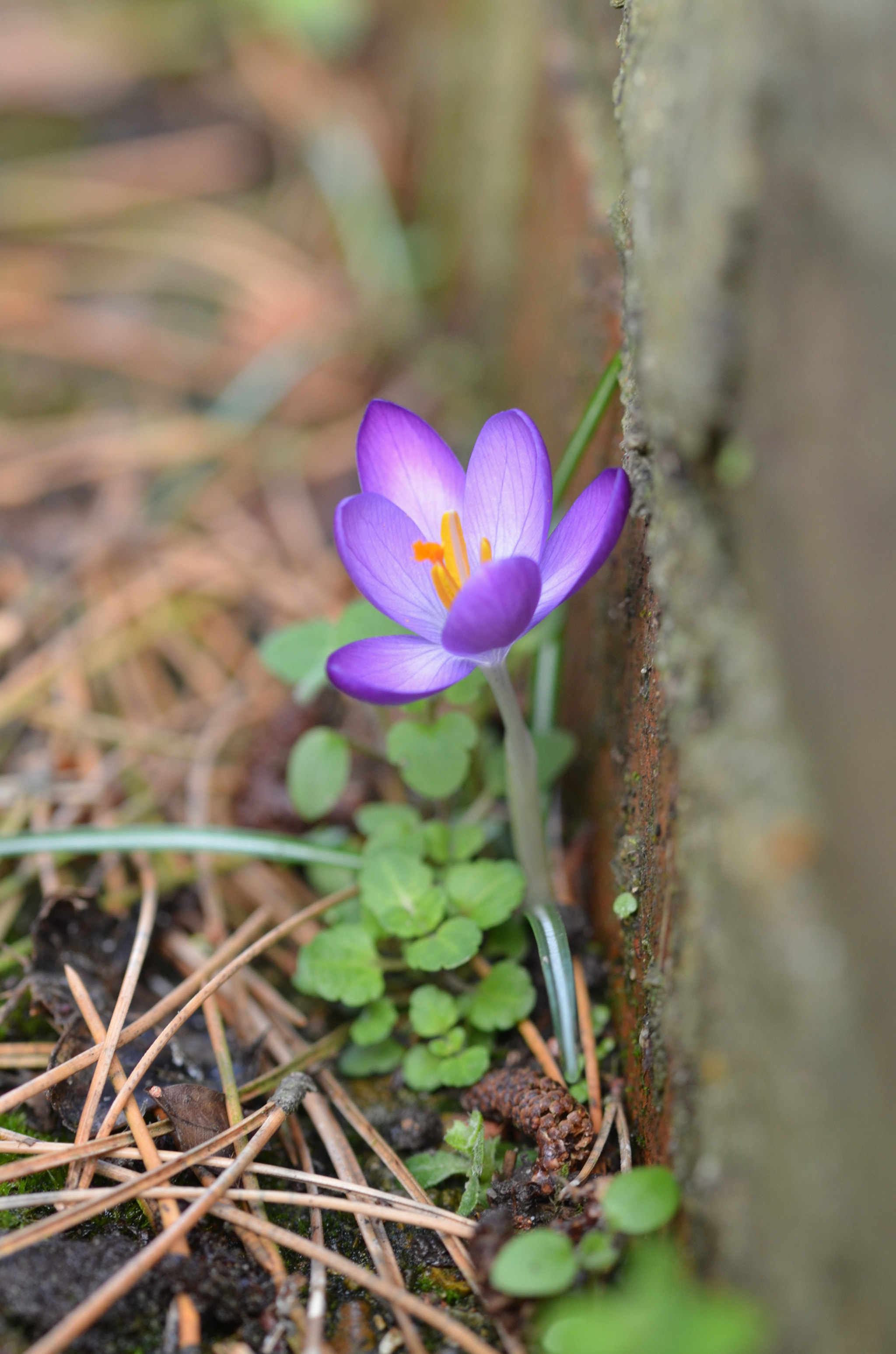 Sigma 105mm F2.8 EX DG OS HSM sample photo. Urban crocus photography