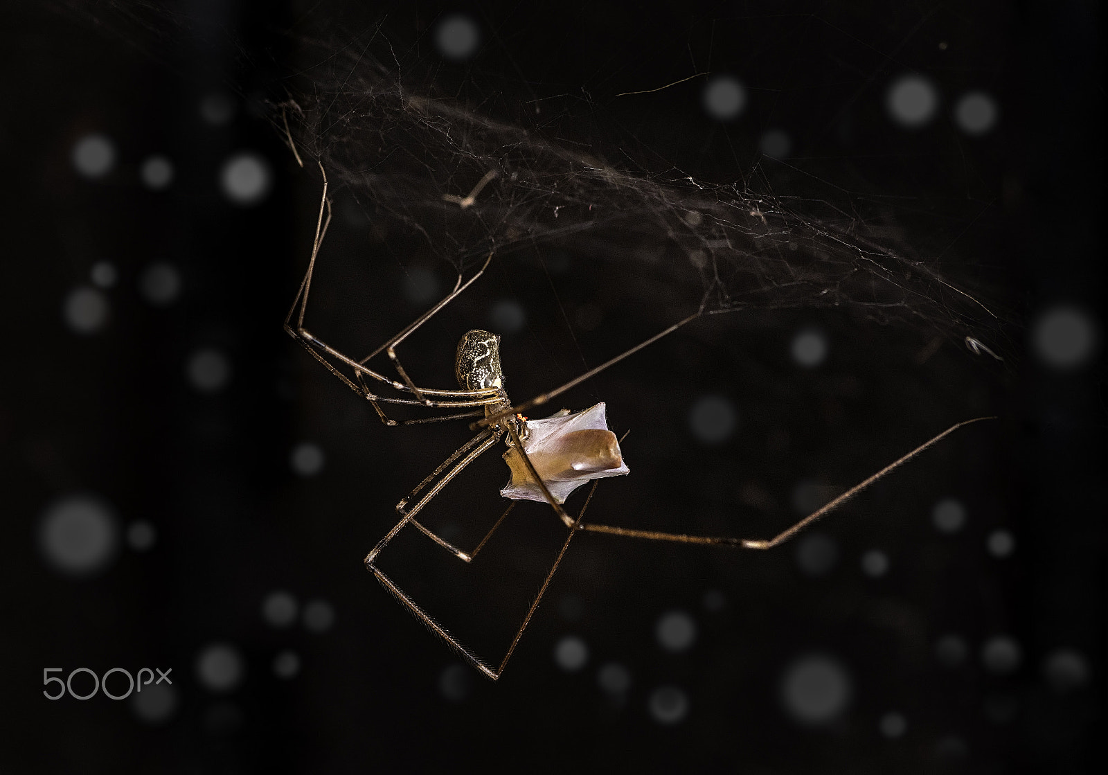 Sigma sample photo. Araña patona de casa capturando una presa photography