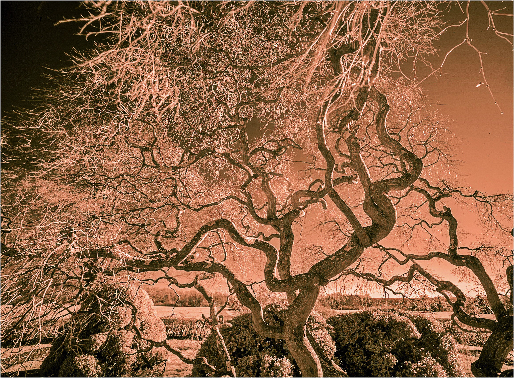 Leica M-Monochrom sample photo. Dwarf maple, winter photography