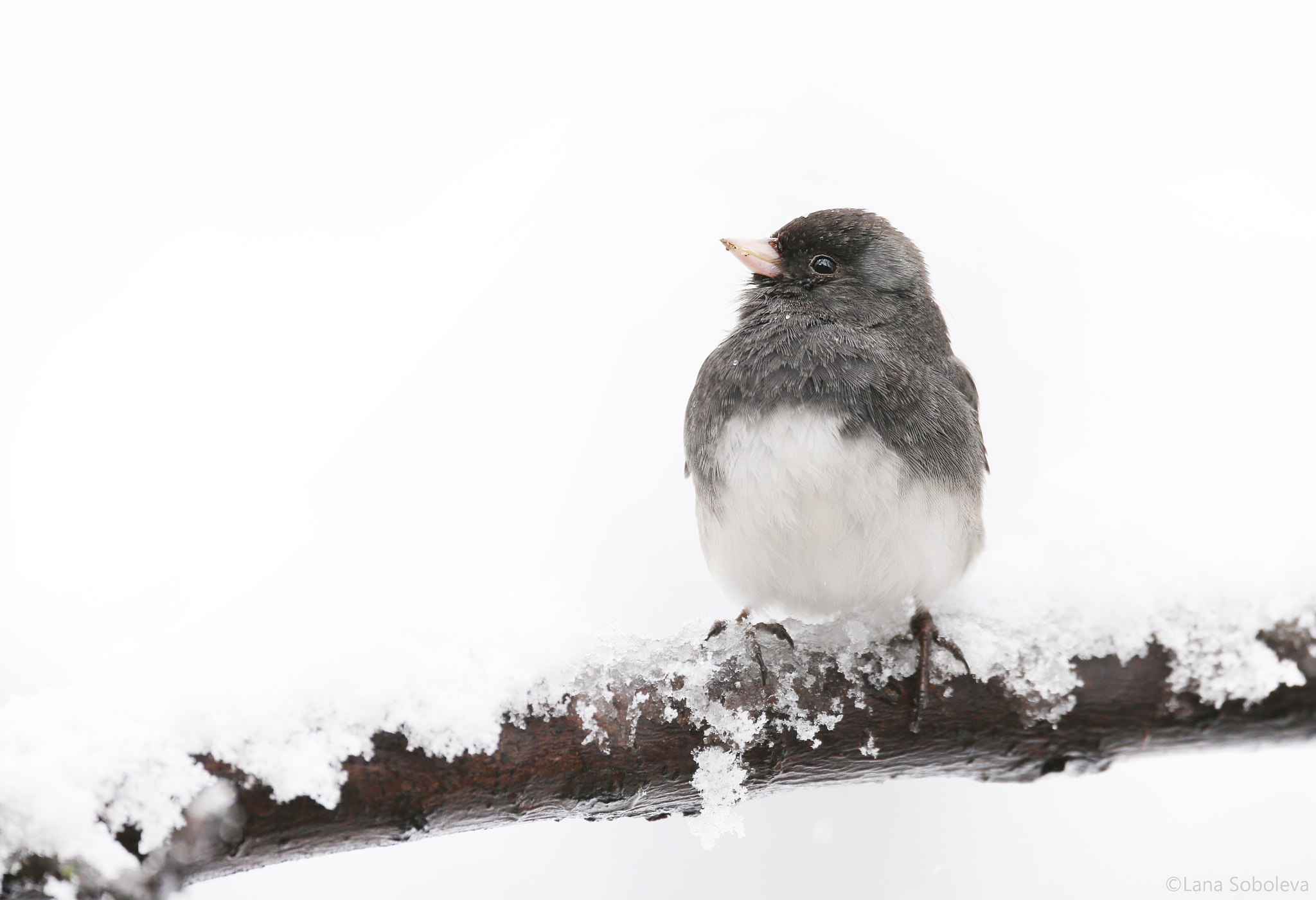 Canon EOS-1D X sample photo. Junco in the snow photography