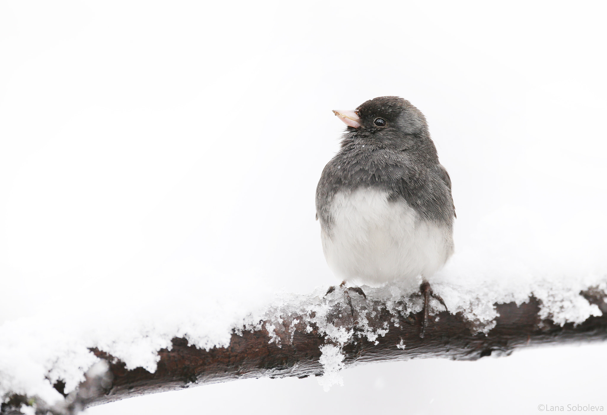 150-600mm F5-6.3 DG OS HSM | Contemporary 015 sample photo. Junco in the snow photography