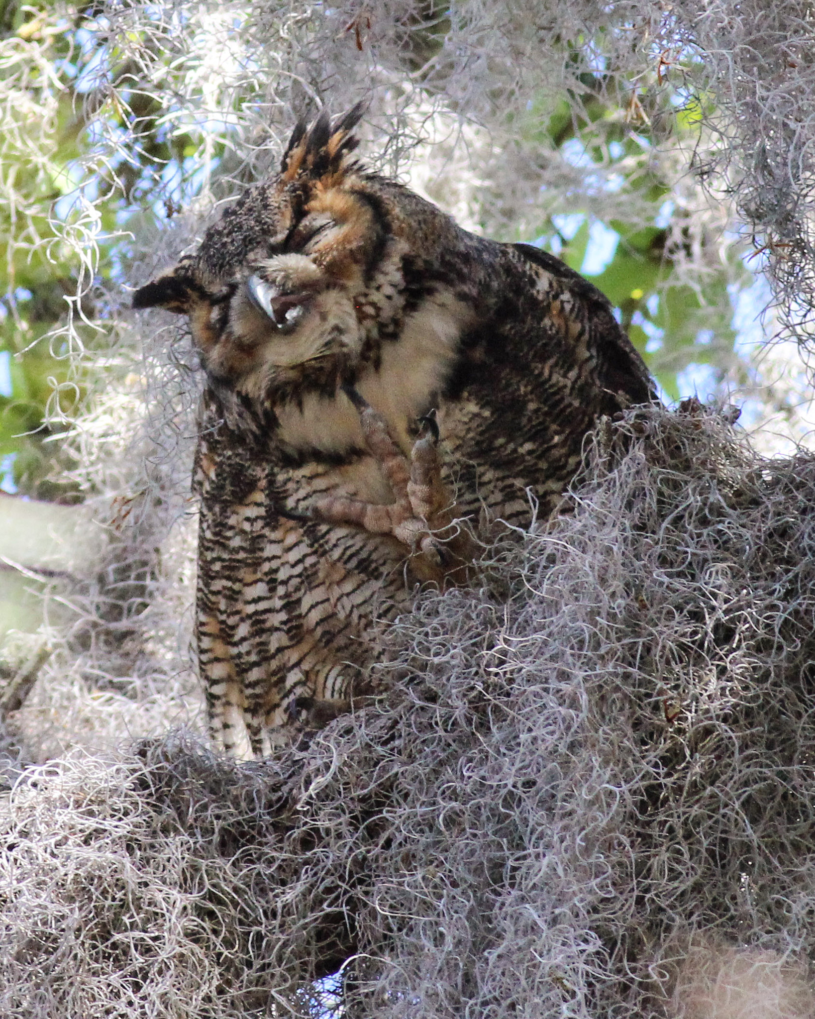 Canon EOS 600D (Rebel EOS T3i / EOS Kiss X5) + Canon EF 400mm F5.6L USM sample photo. Gho florida photography