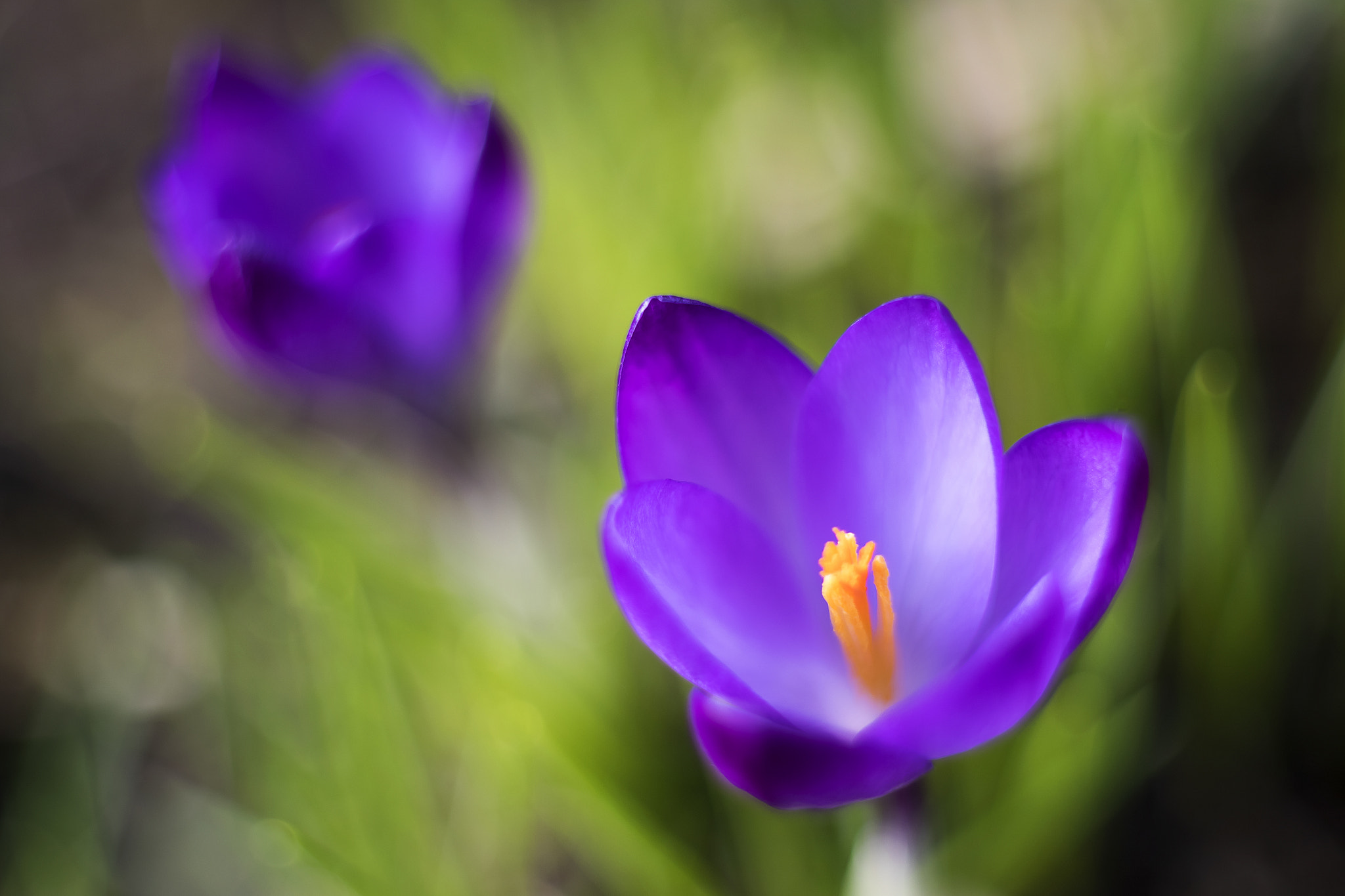 Canon EF 35-80mm f/4-5.6 sample photo. Crocus photography