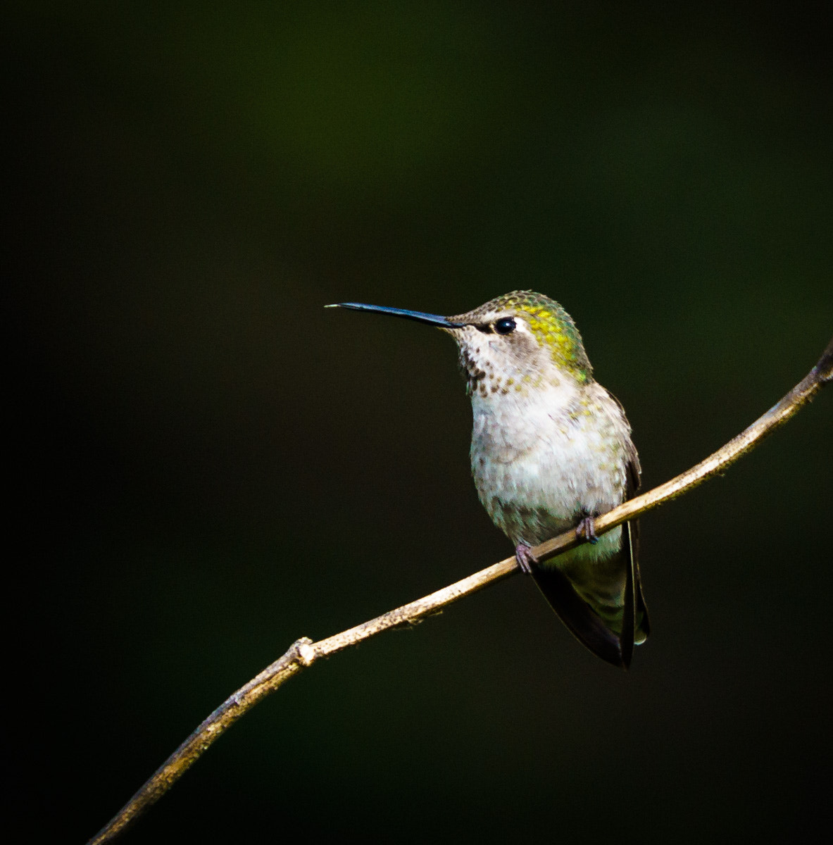 Sony a7R II + Sony FE 70-200mm F4 G OSS sample photo. Hummingbird - unusually at rest photography