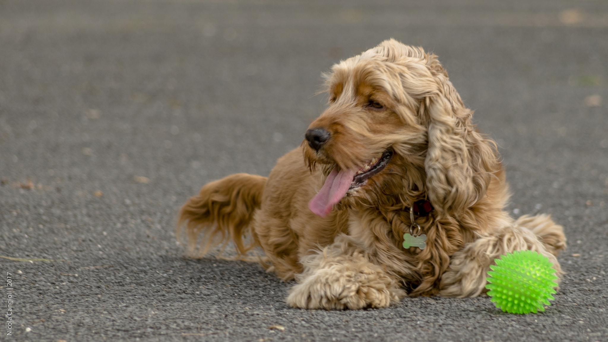 Pentax K-30 + smc PENTAX-DA L 55-300mm F4-5.8 ED sample photo. Chi è quella cagnolina? | who's that pretty bitch? photography