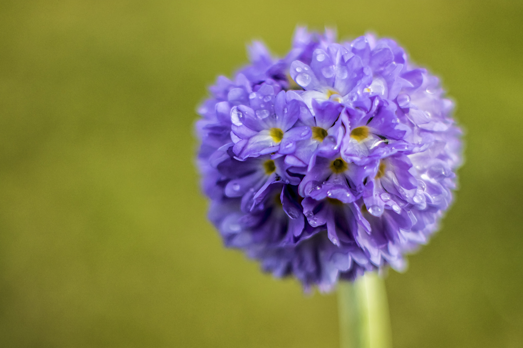 Canon EF 35-80mm f/4-5.6 sample photo. Drops photography