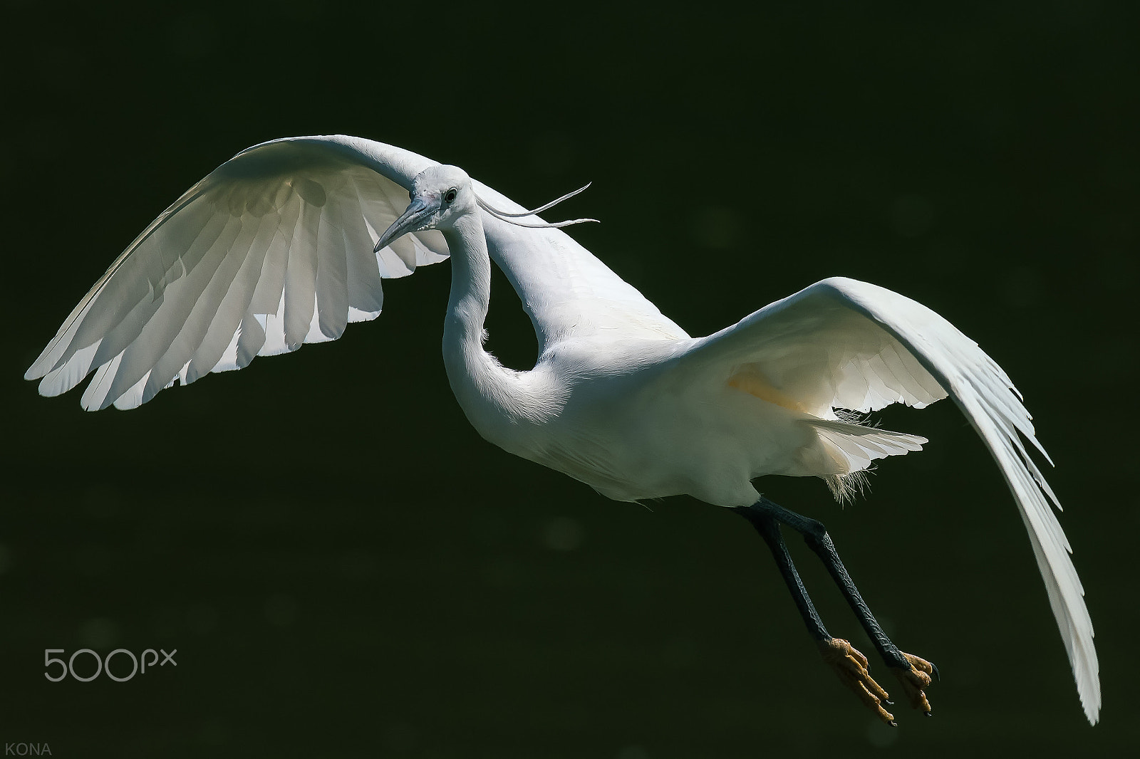 Nikon AF-S Nikkor 400mm F2.8G ED VR II sample photo. Sagi photography