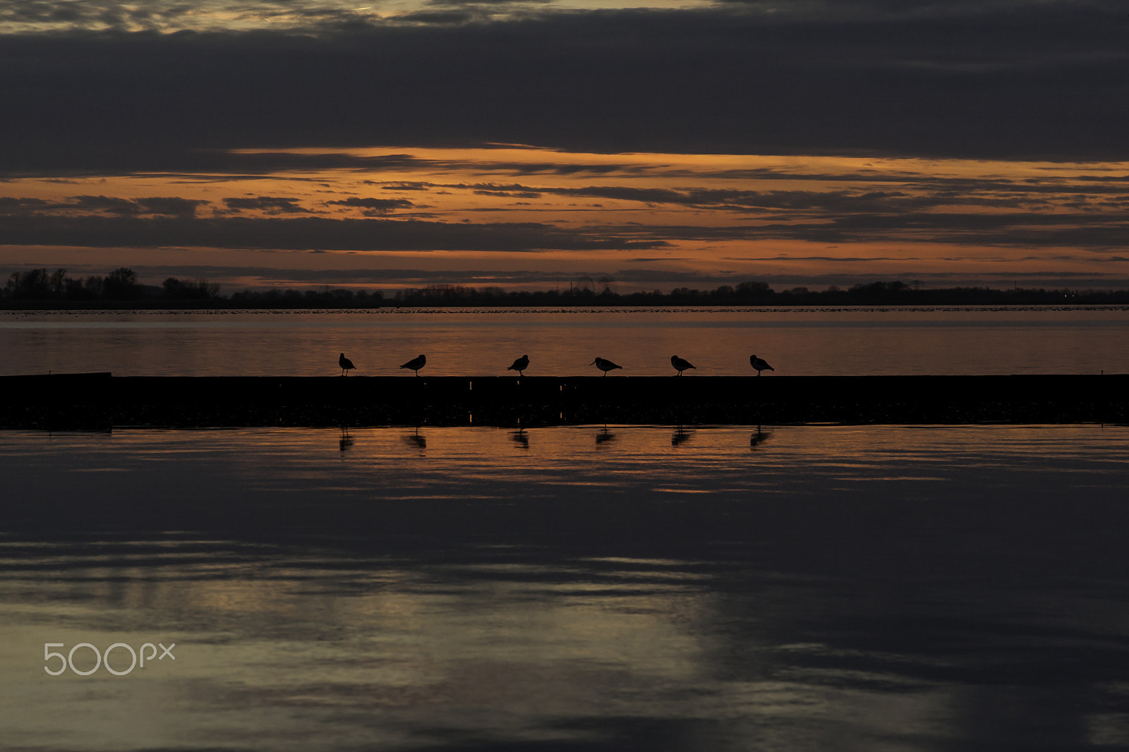 Canon EOS 40D + Canon EF 24-105mm F4L IS USM sample photo. Birds 2 photography