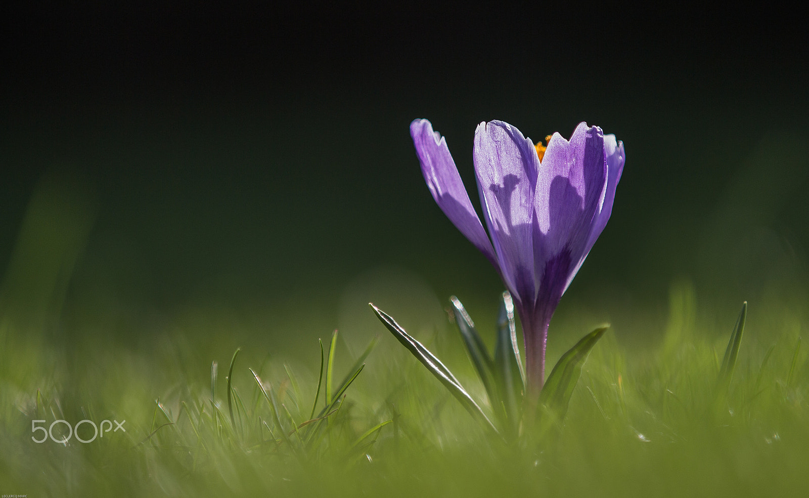 Canon EOS 650D (EOS Rebel T4i / EOS Kiss X6i) sample photo. Crocus photography