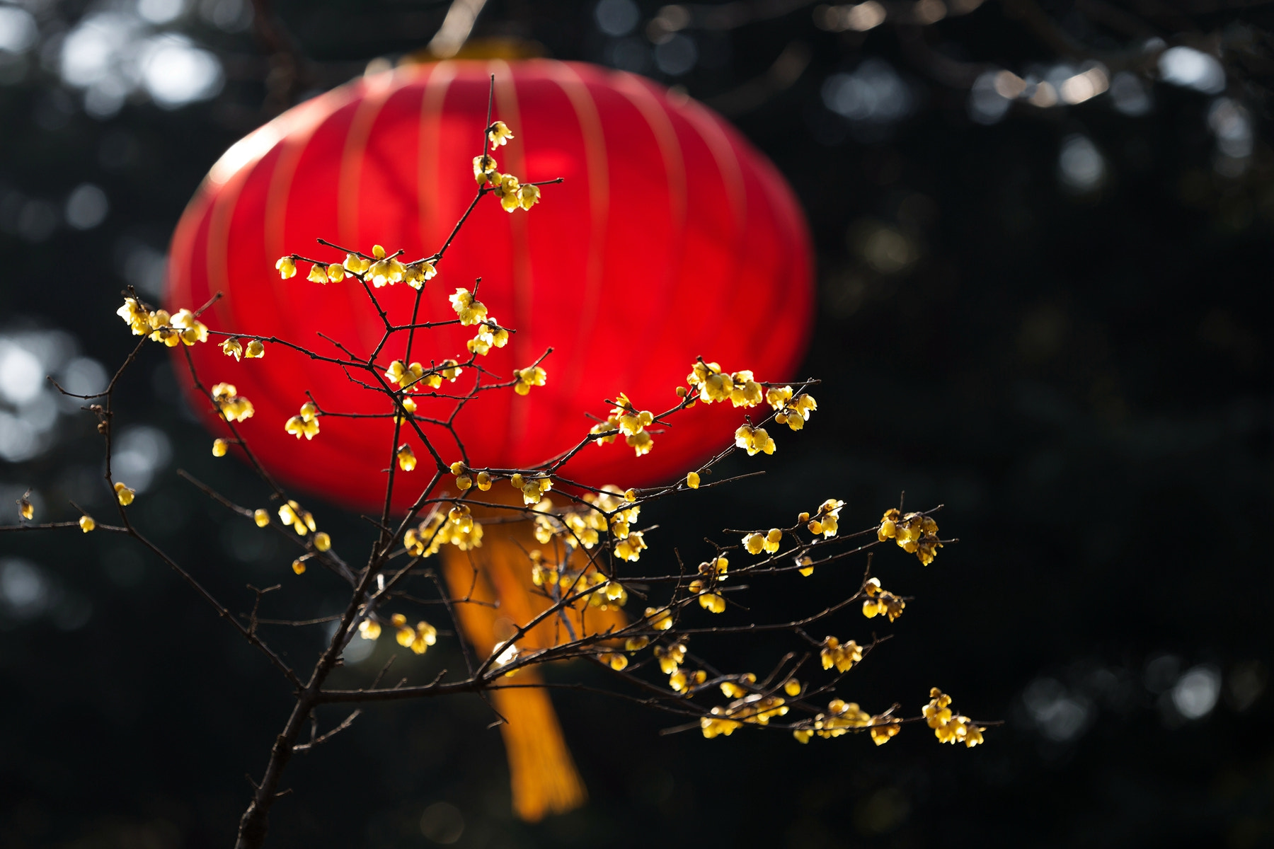 Canon EF 180mm F3.5L Macro USM sample photo