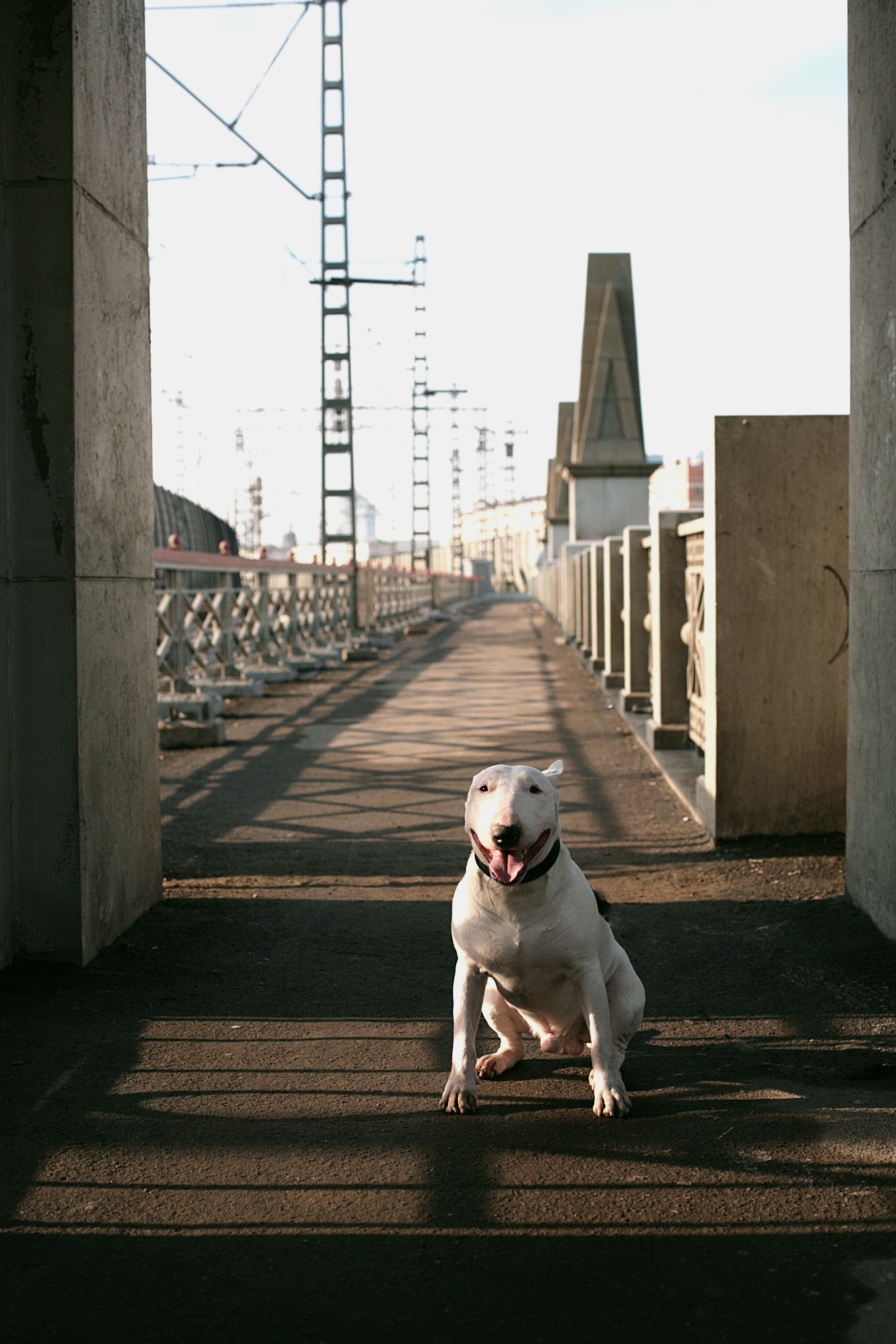 Canon EOS 5D + Canon EF 50mm F1.4 USM sample photo. Bullterrier photography