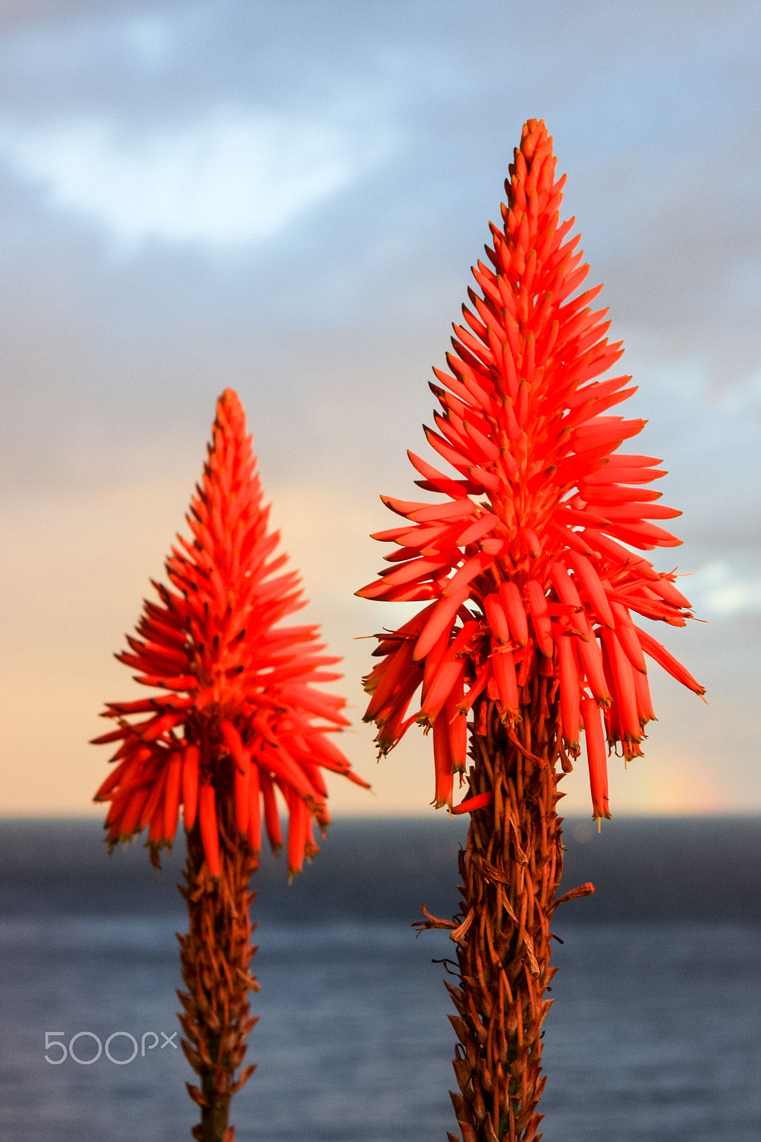 Canon EF-S 17-85mm F4-5.6 IS USM sample photo. Agave flower photography