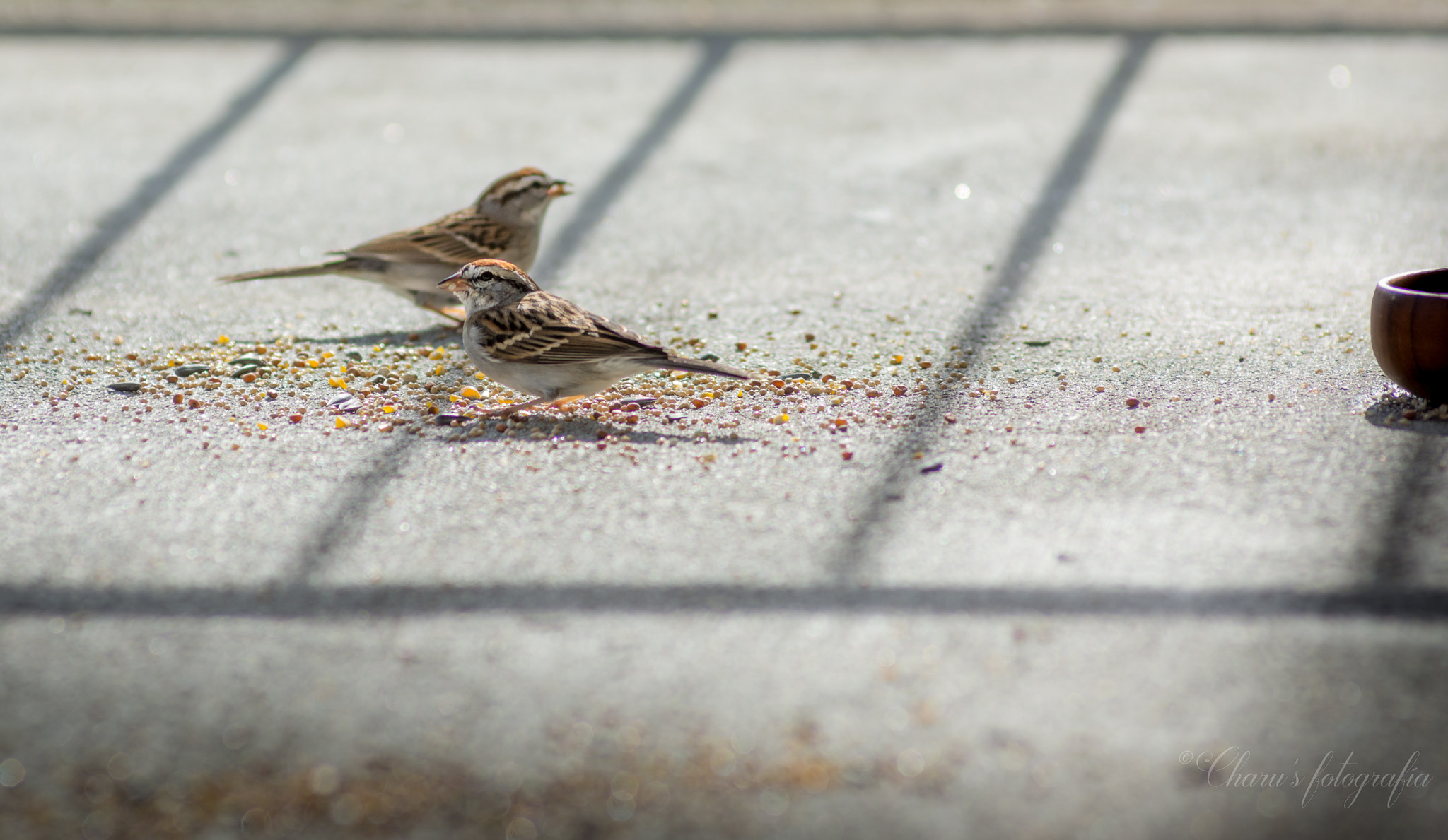 Nikon D7100 sample photo. Two sparrows photography