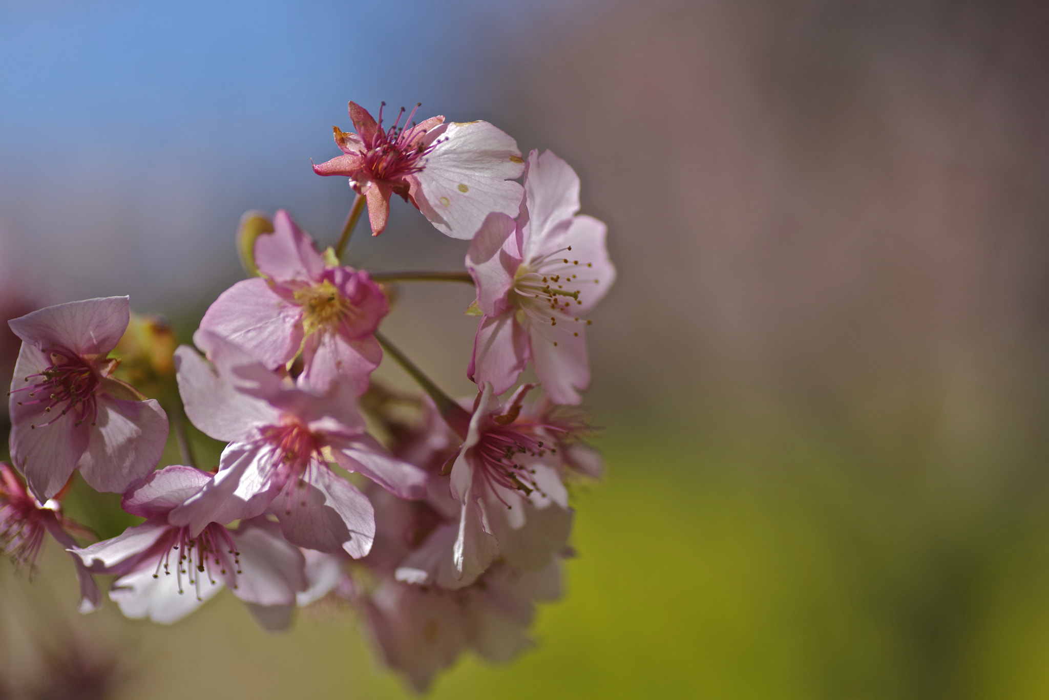 Pentax K-1 sample photo. Pretty cherry photography