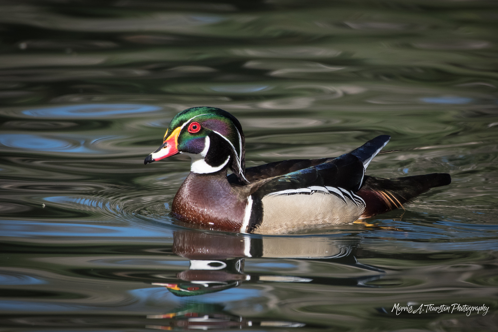 Nikon AF-S Nikkor 200-500mm F5.6E ED VR sample photo. Wood duck photography