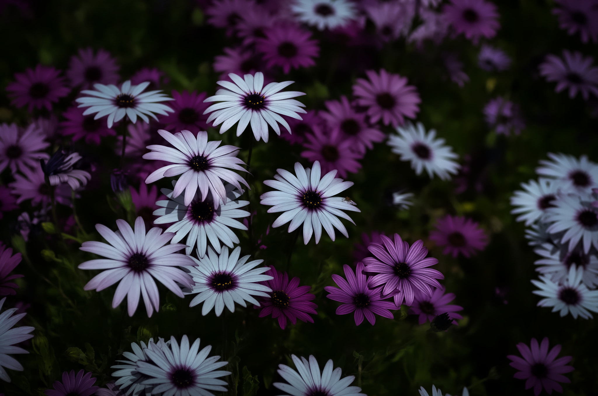 Pentax K-50 + Tamron SP AF 90mm F2.8 Di Macro sample photo. White and purple photography