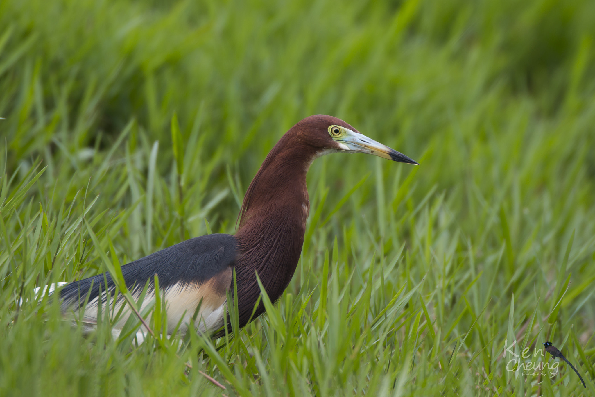 Canon EF 500mm F4L IS USM sample photo. Ardeola bacchus photography